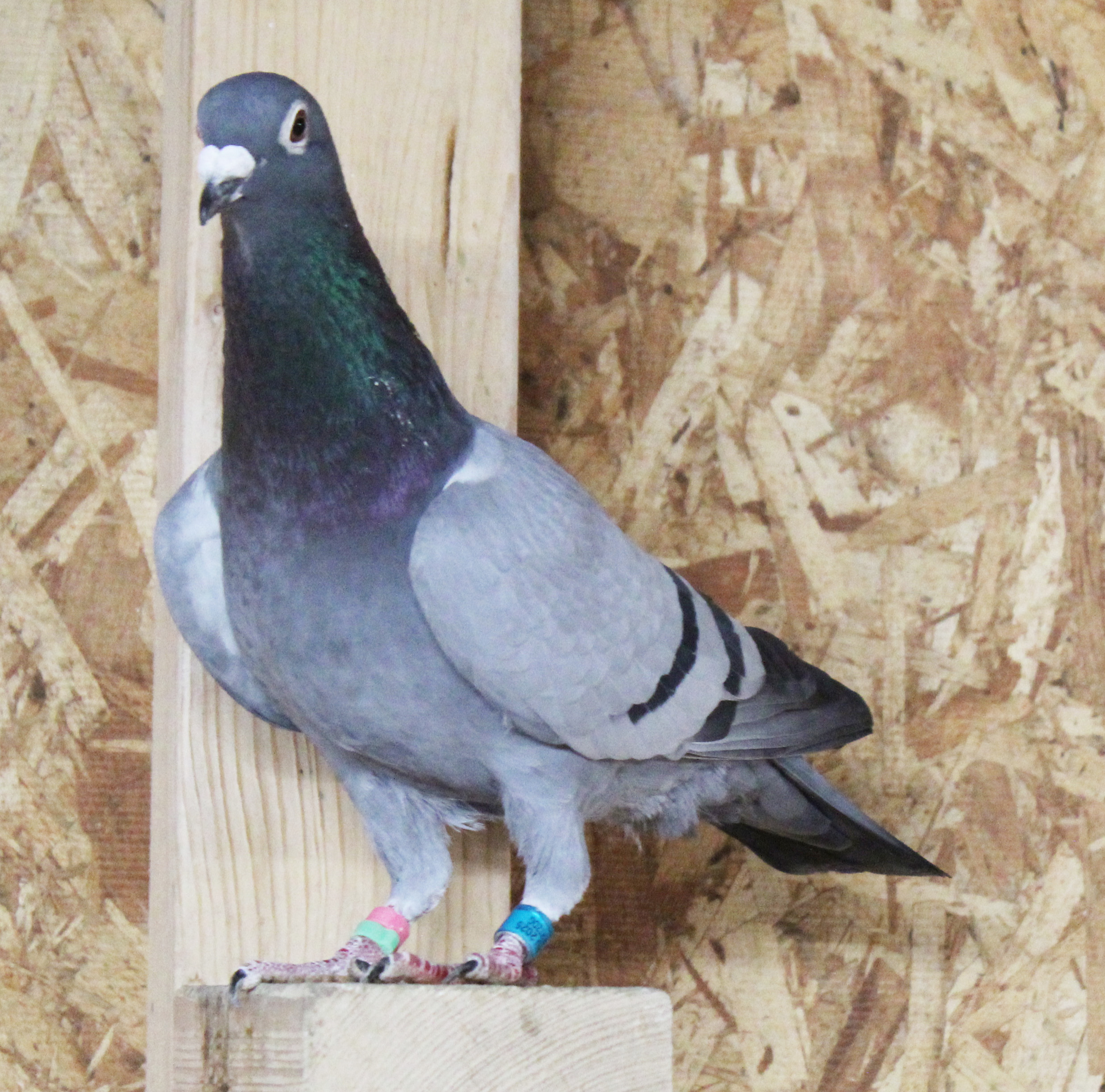 Full brother to Combine Winner 