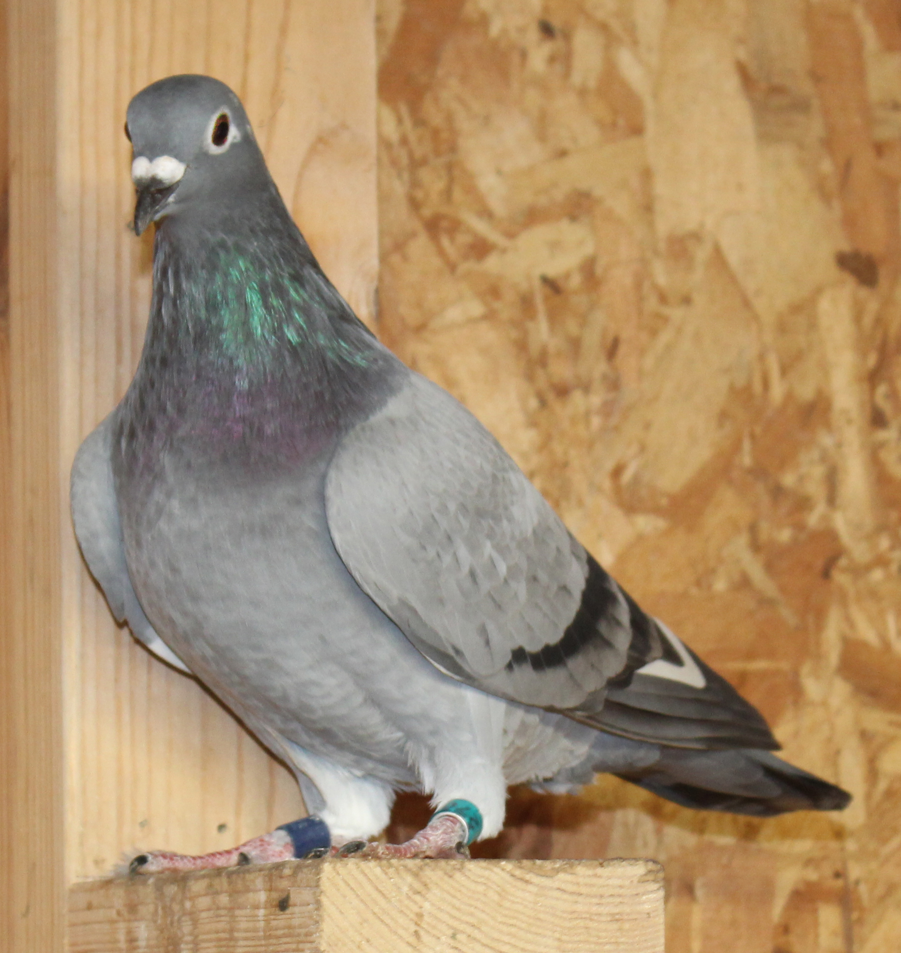 Dirk van den Bulck, Sagan, Kannibaal