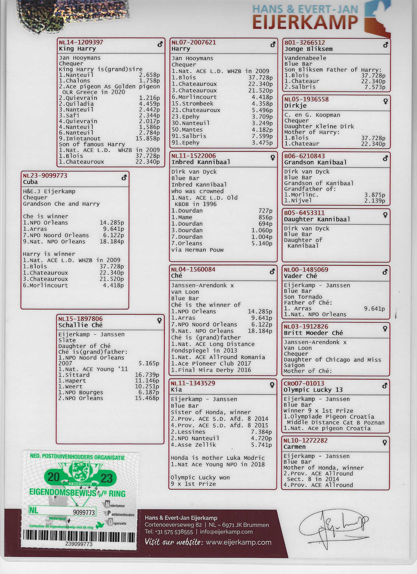 “Cuba” NL-23-9099773  Handsome medium BCC – Lines of Harry, Kannibaal, and Che’