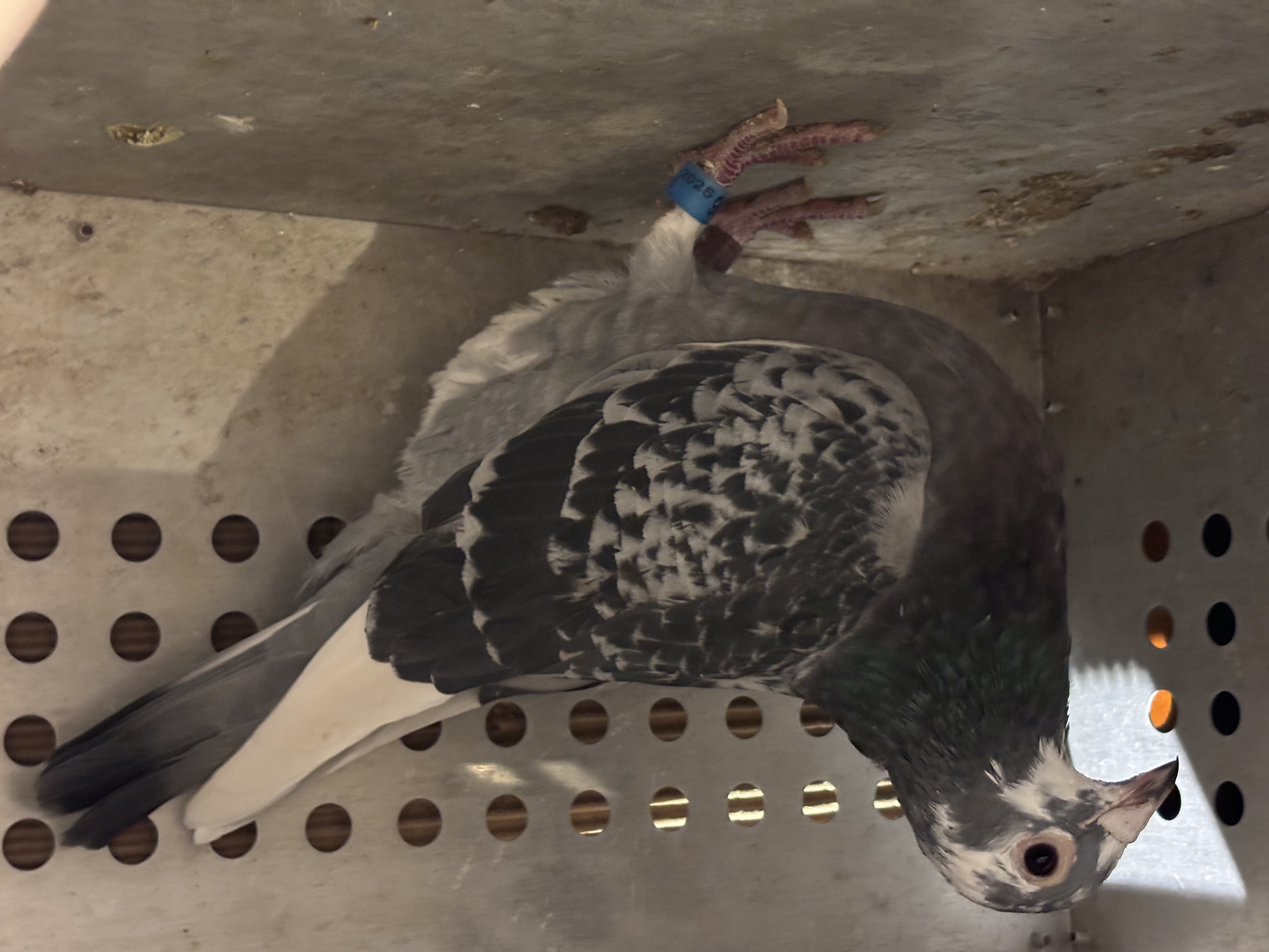 Super Jan aarden from Machiel Buijk