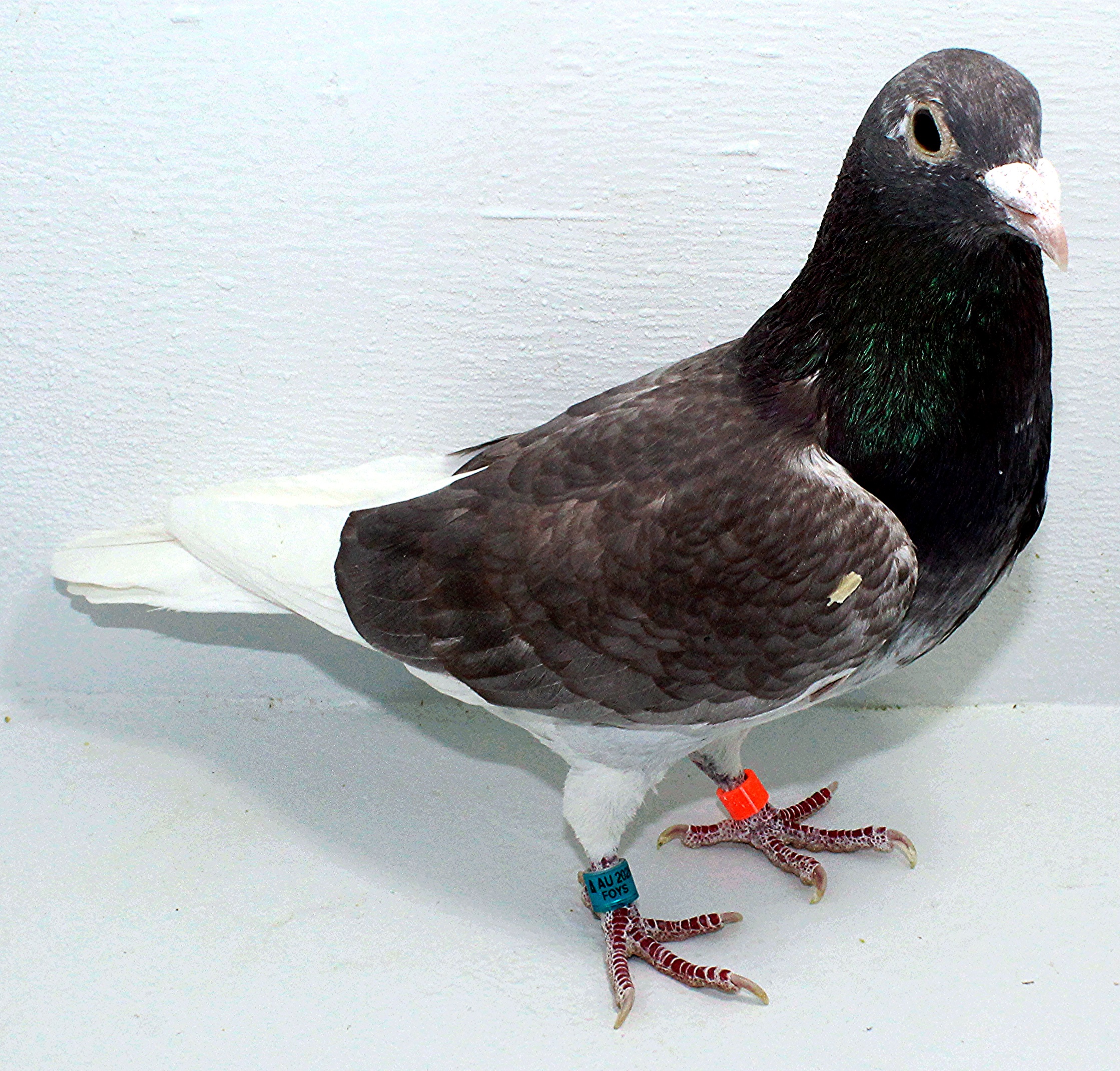 AU 20145 FOYS 2025 Pure Paul Sion