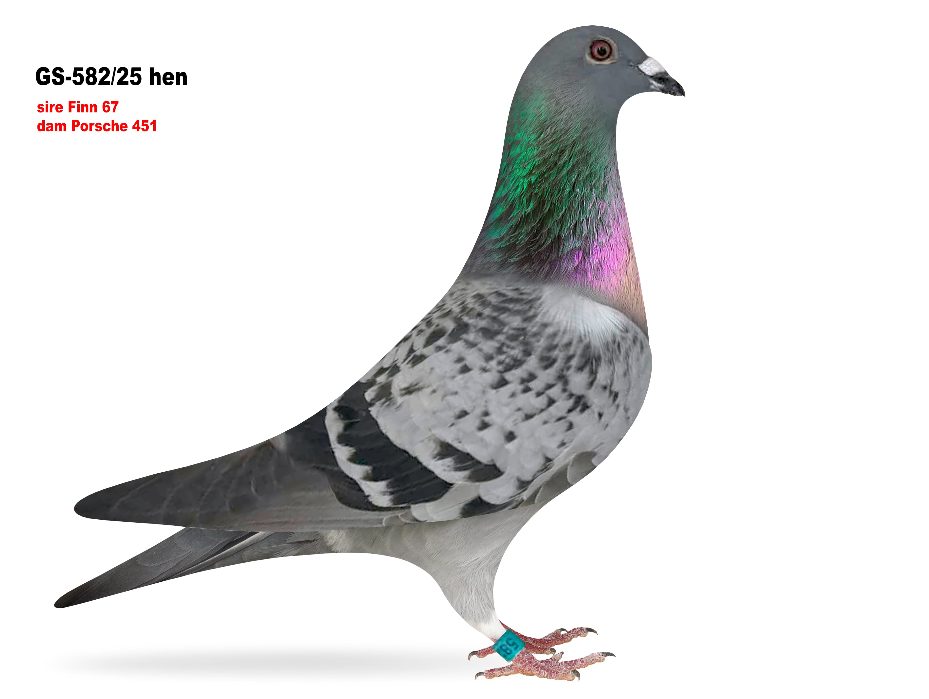 GS-582/25 Finn/Porsche hen