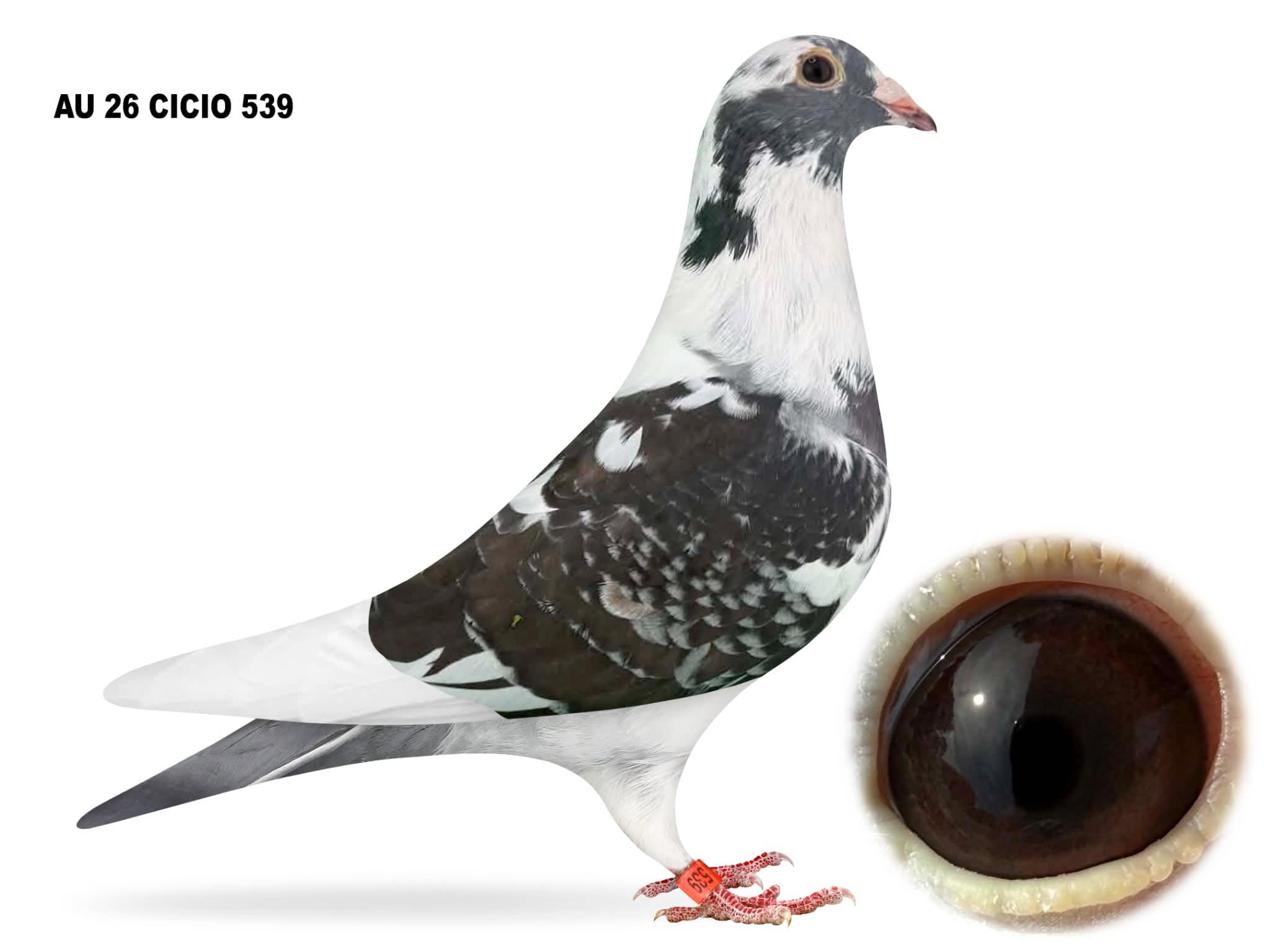 AU 26 CICIO 539 Cock