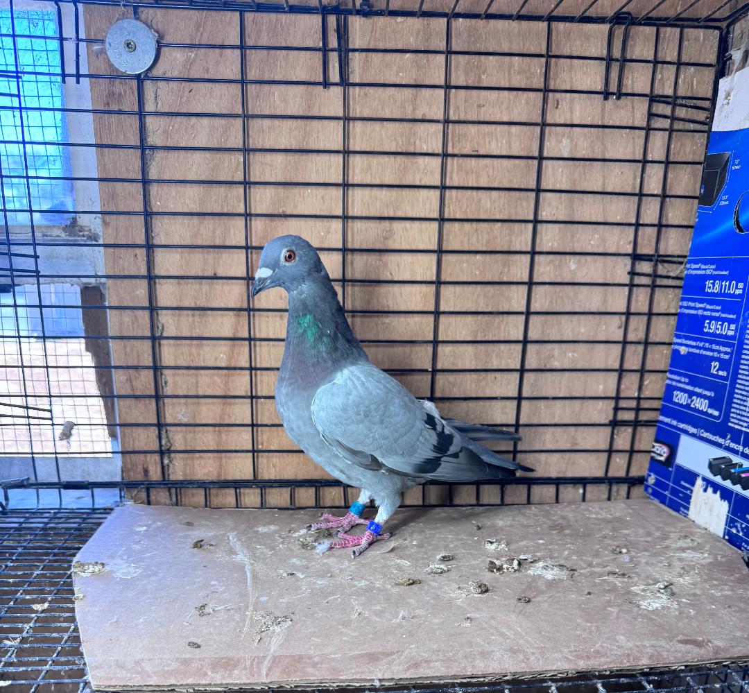 447 BB WOLVERINE HEN