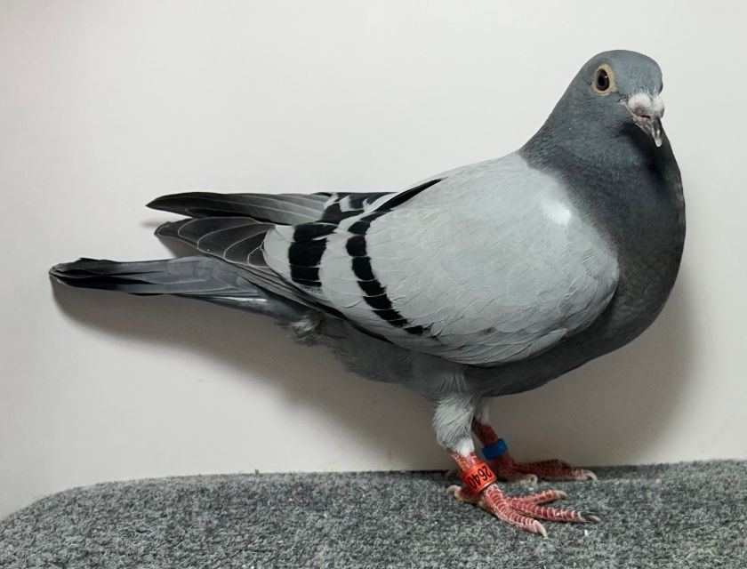 2640 WICK AU 2026 BB