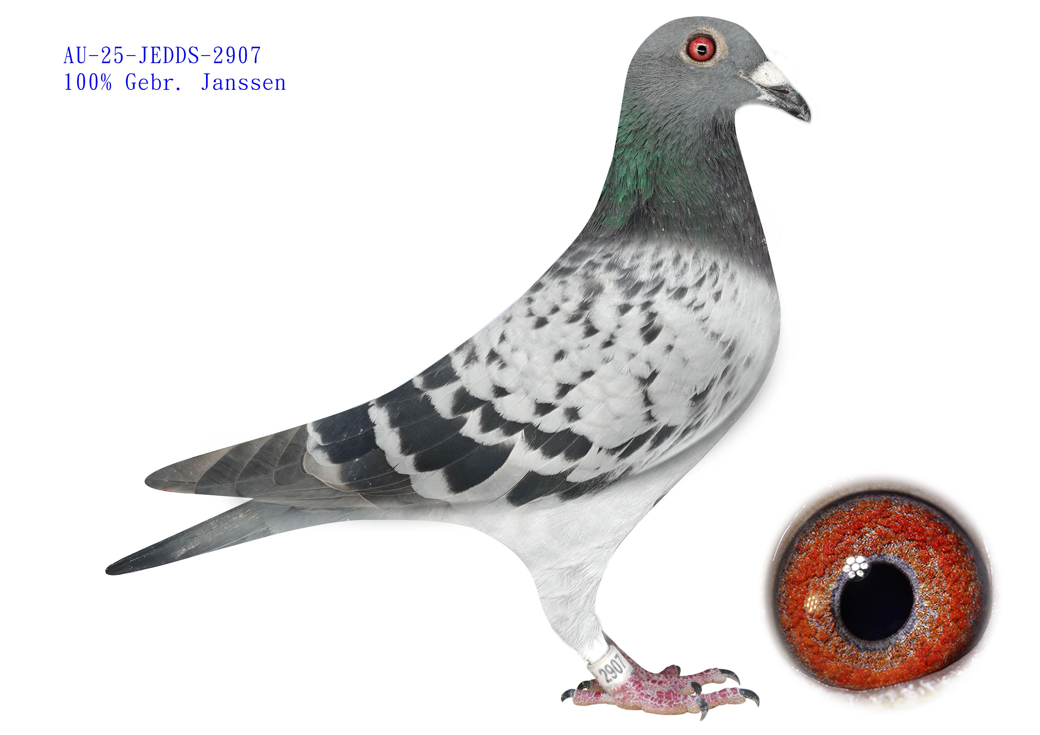 AU-25-JEDDS-2907 - BC