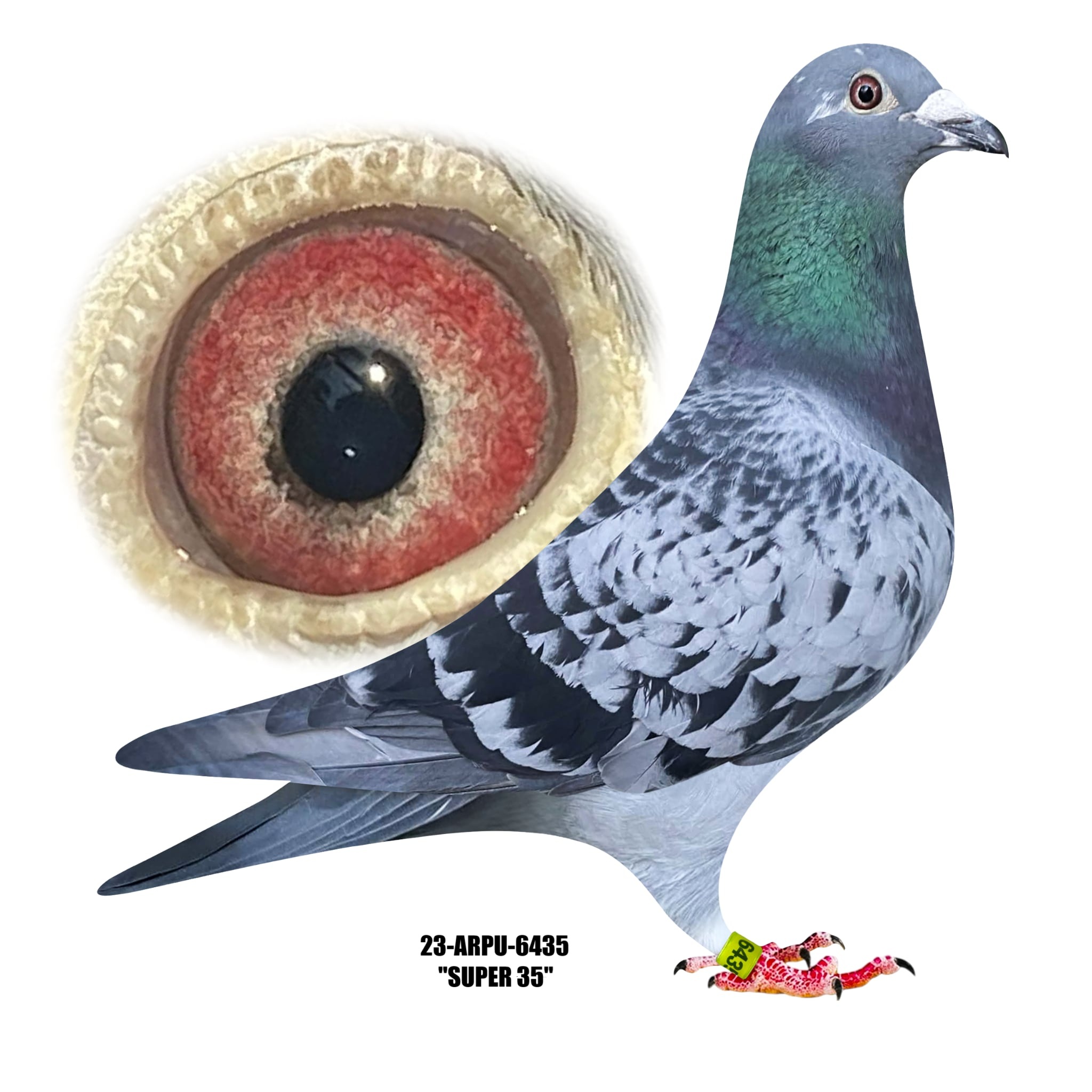 23-ARPU-6435 Blue Check Hen.