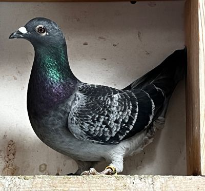 IF-25-TFLMD-445 - BLUE CHECKER HEN