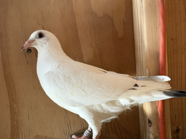 Preview Image 2