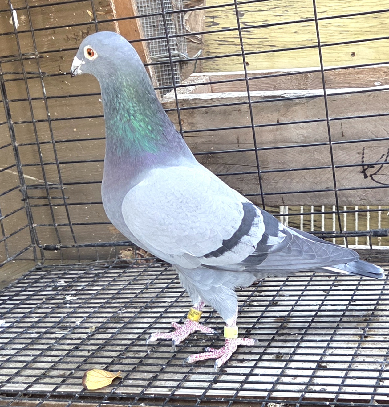 iPigeon.com - Racing Pigeon Auction
