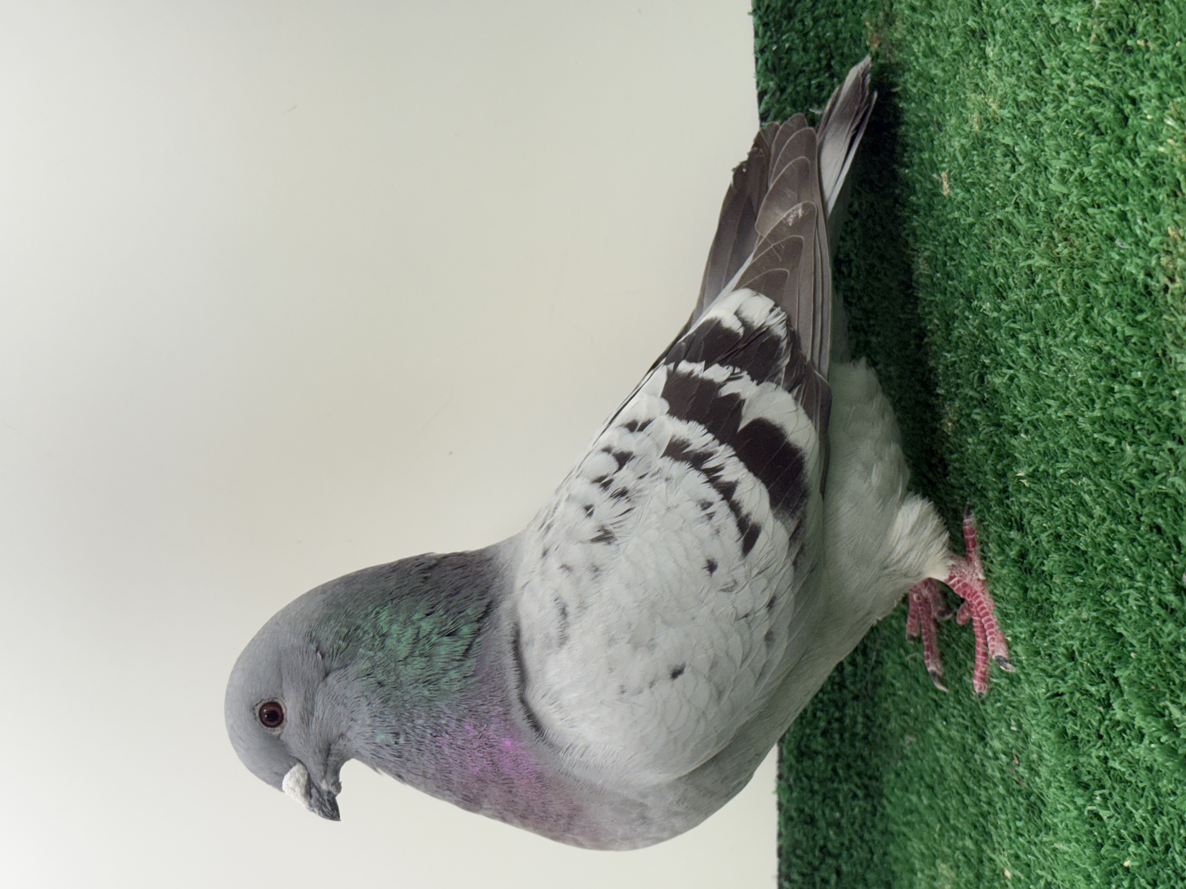 Rod hand blue check check hen