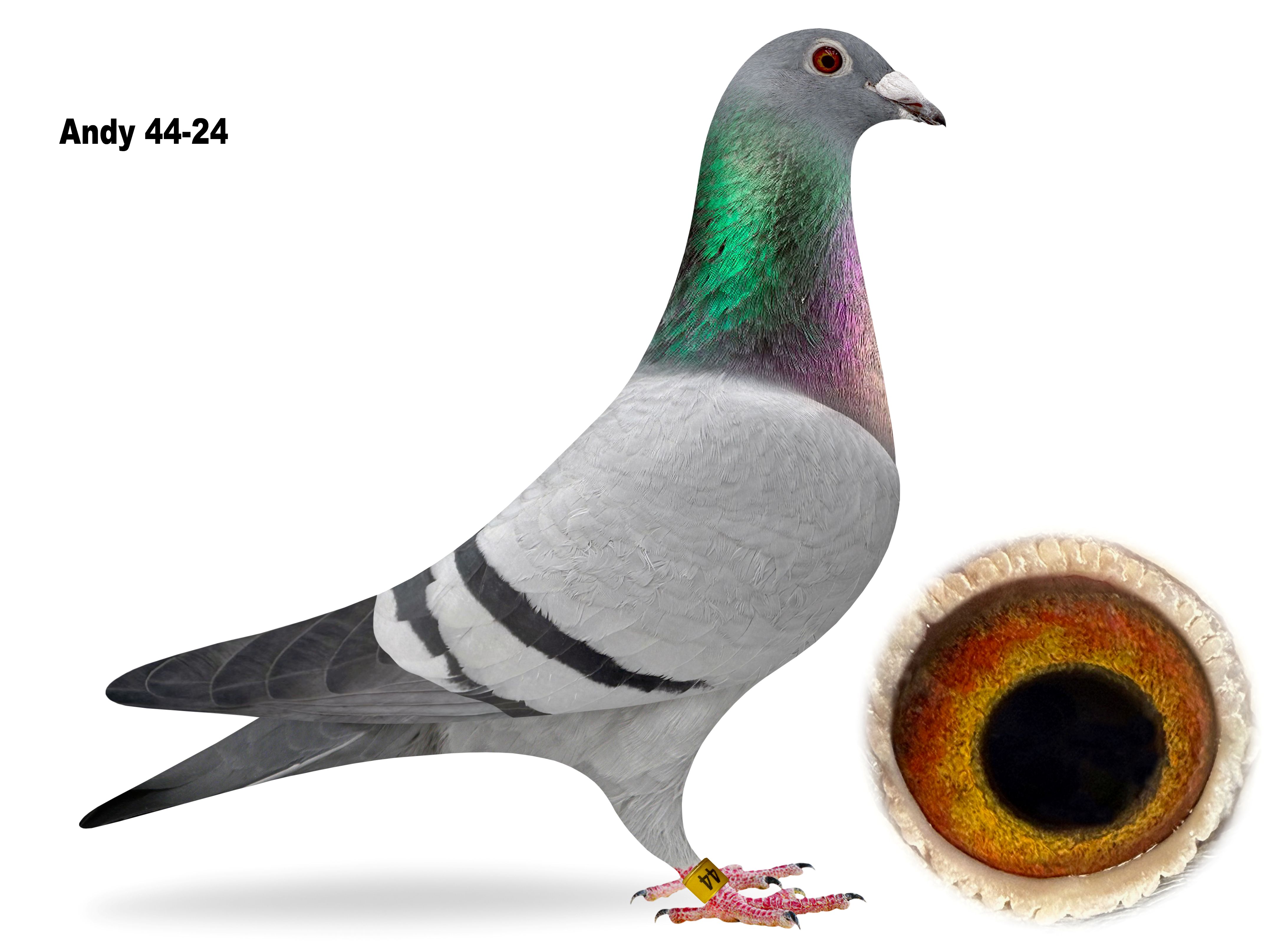 Andy 44-2024