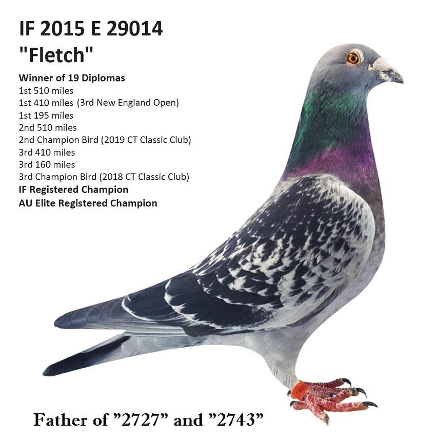 iPigeon.com - Racing Pigeon Auction