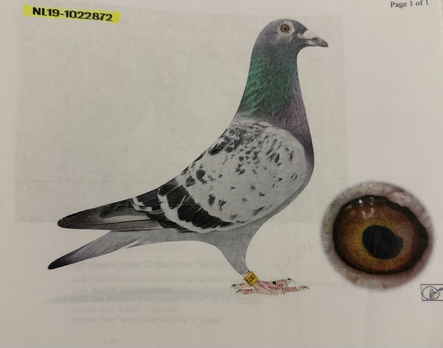 NL 19-1022872