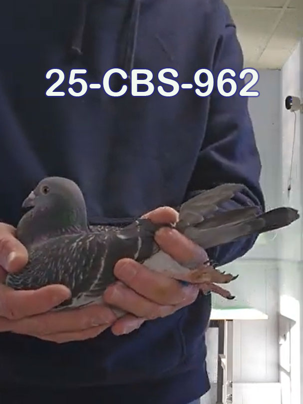 25-CBS-962 Dark Check cock.