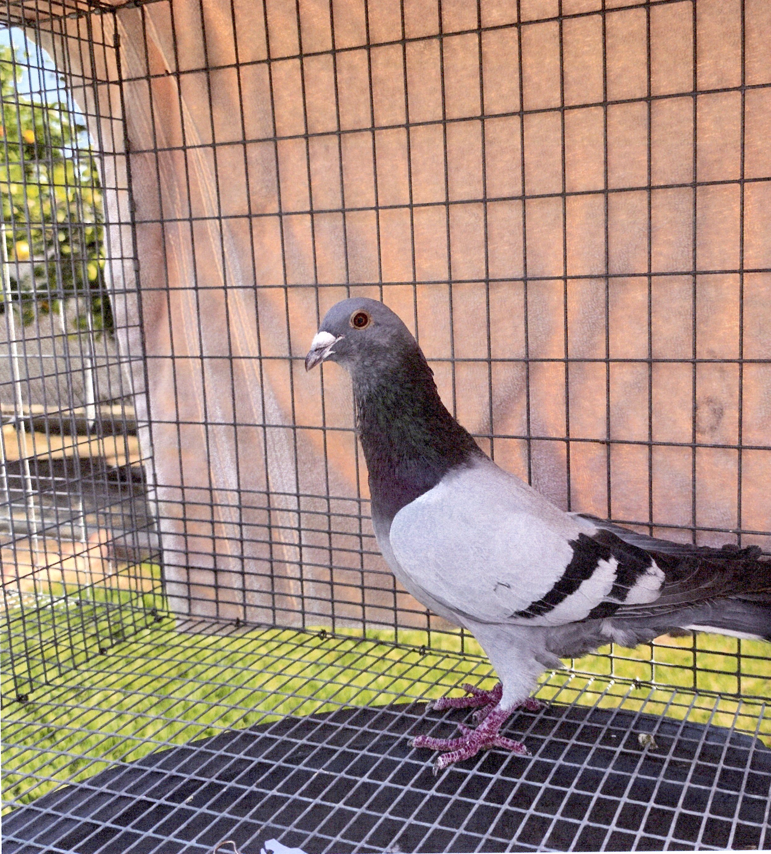 AU-2025-PACHECO LOFT-198-COCK