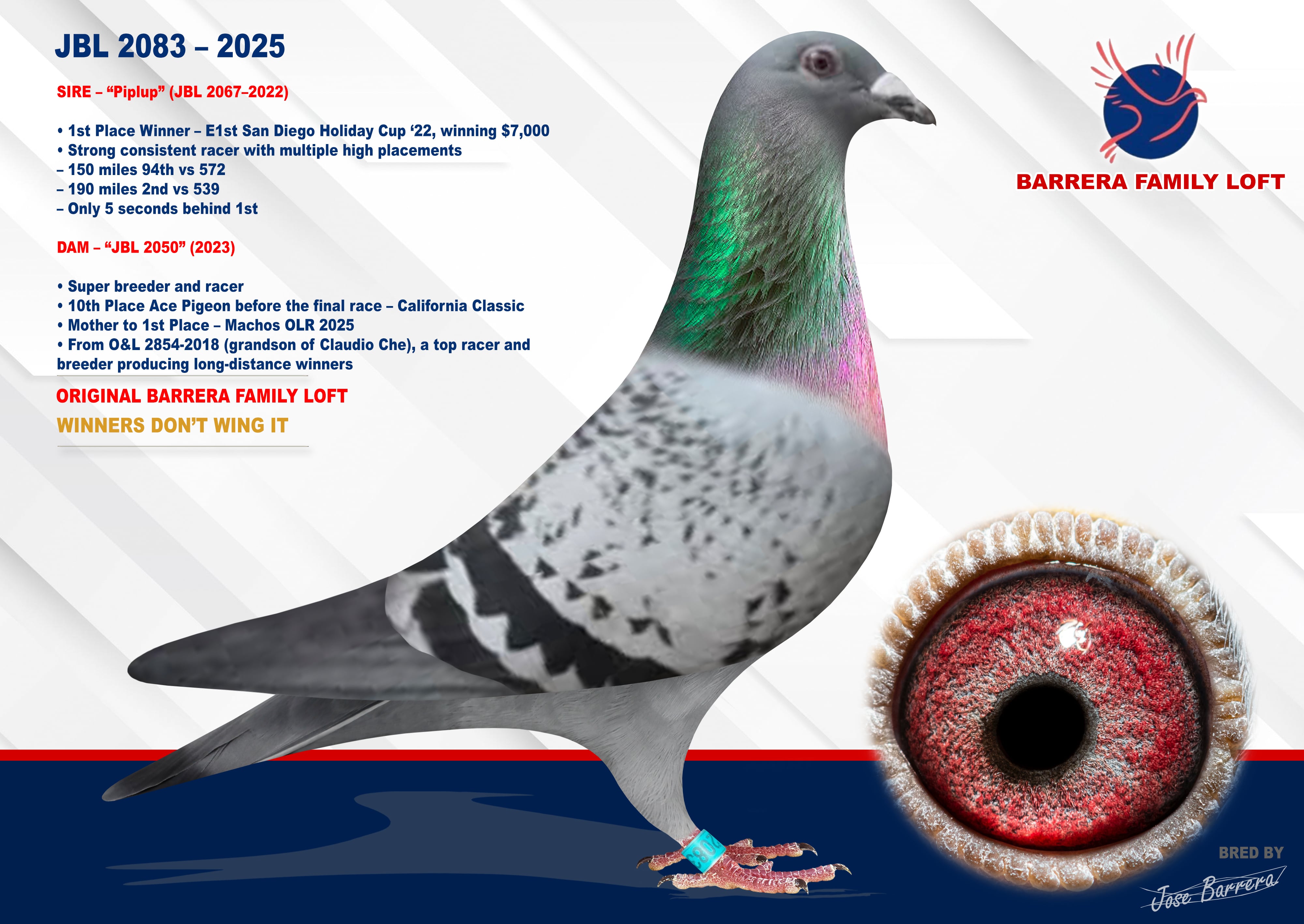 トップス pigeon Amazon.com: Gothic Pigeon Emo Punk Death Metal Bird Lover Pigeon