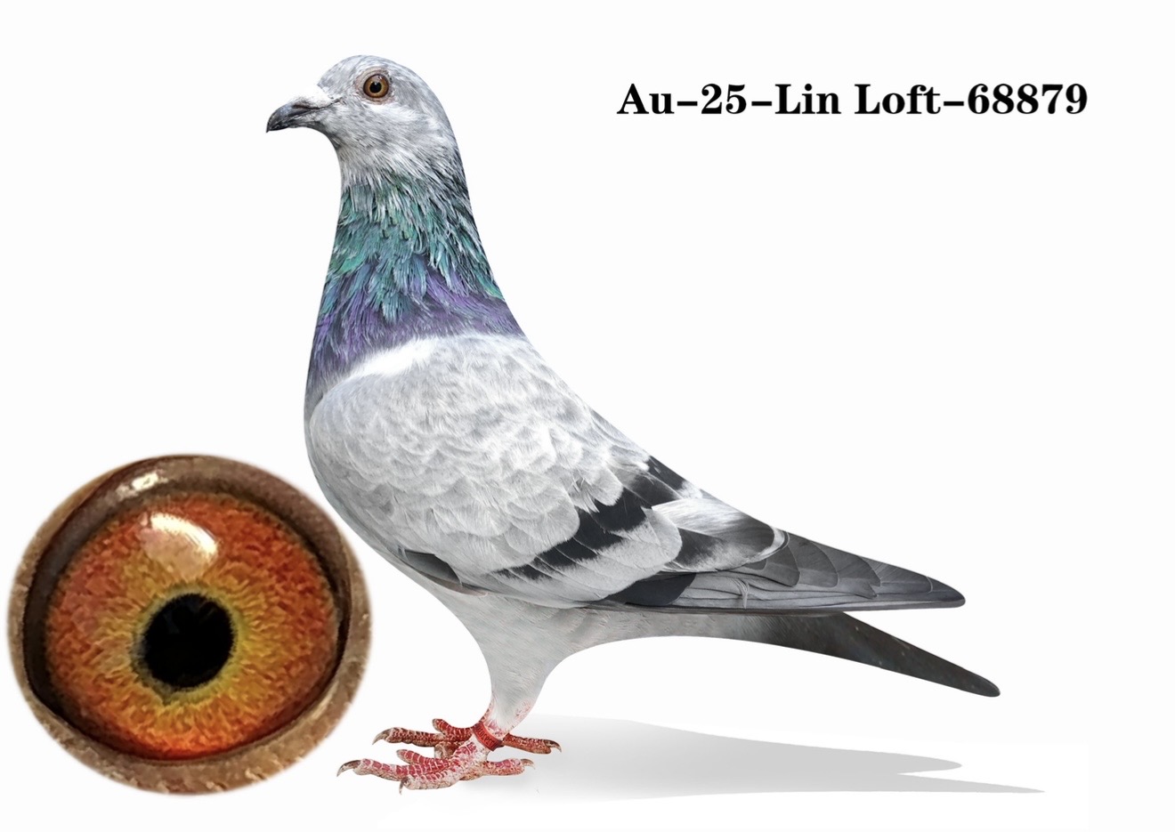 Au-25-Lin loft-68879