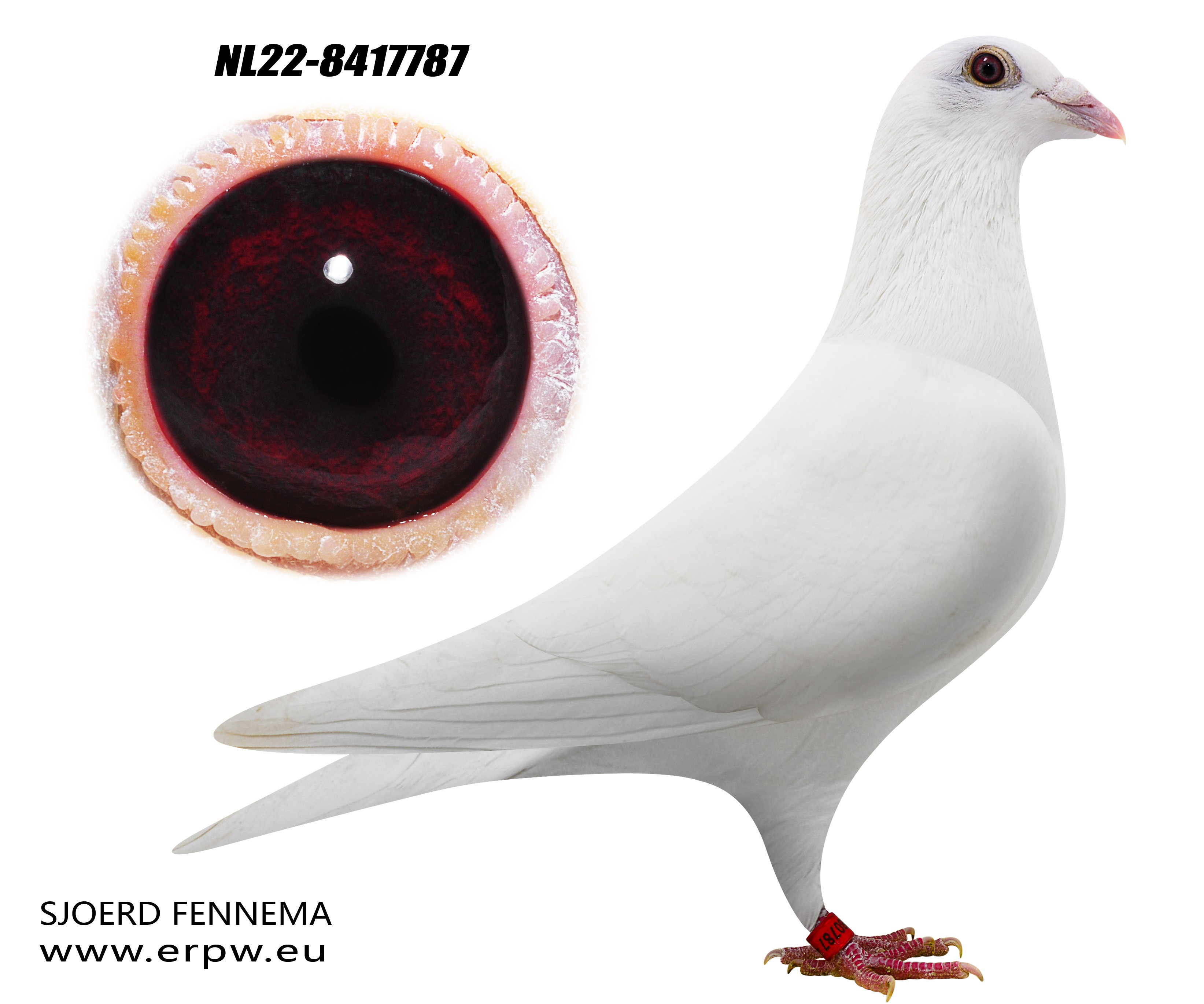 iPigeon.com - Racing Pigeon Auction