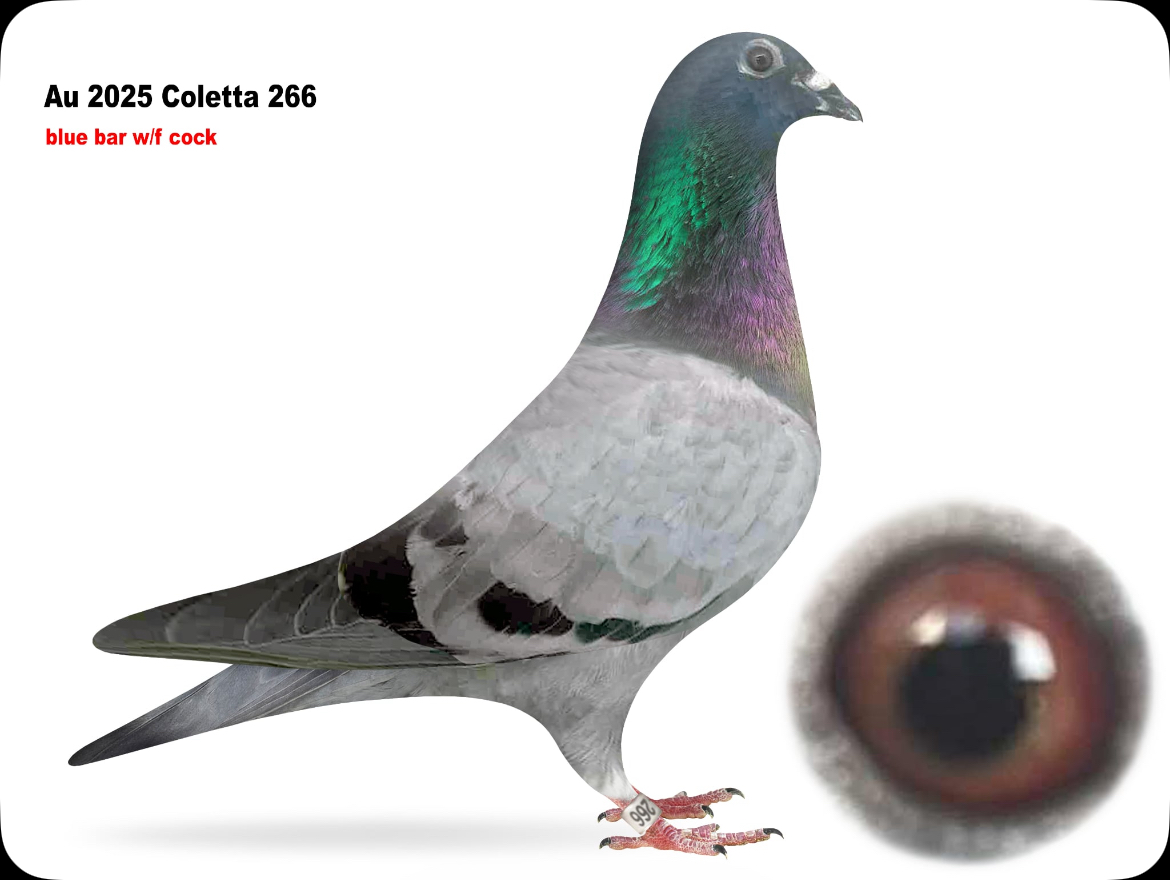 AU 2025 COLETTA 266