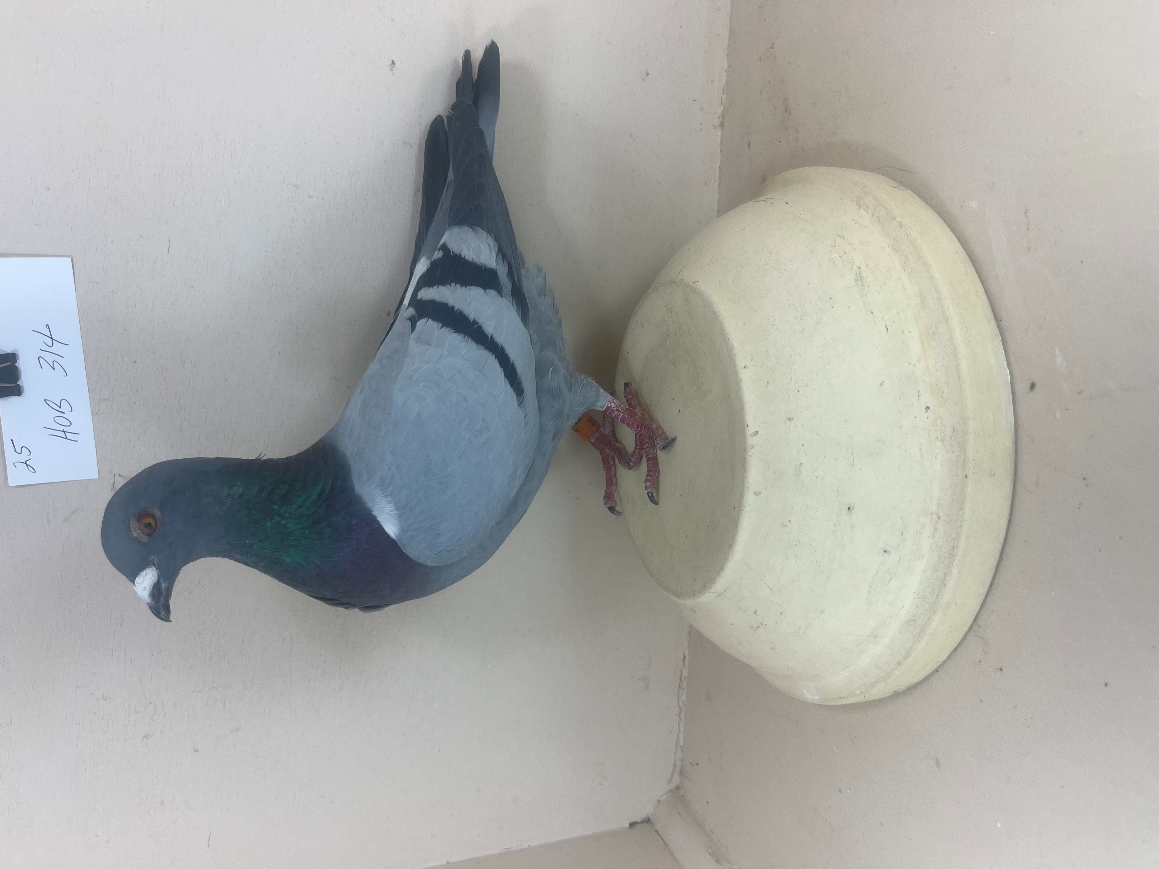 Lot 83 - IF-25-HOB-314   BLUE BAR      COCK      