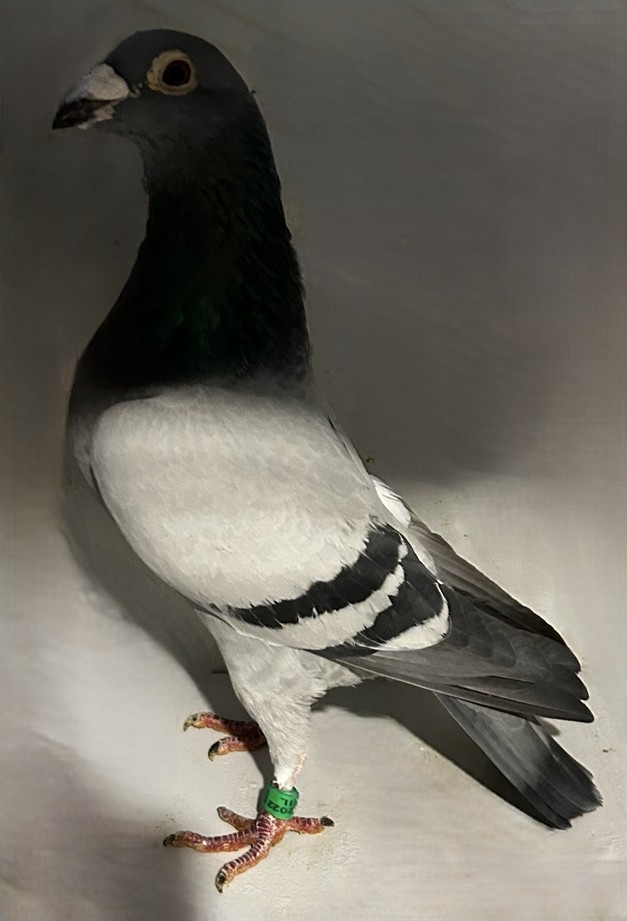 2022 Neil 56862 Ornat X Super 46 BB Cock