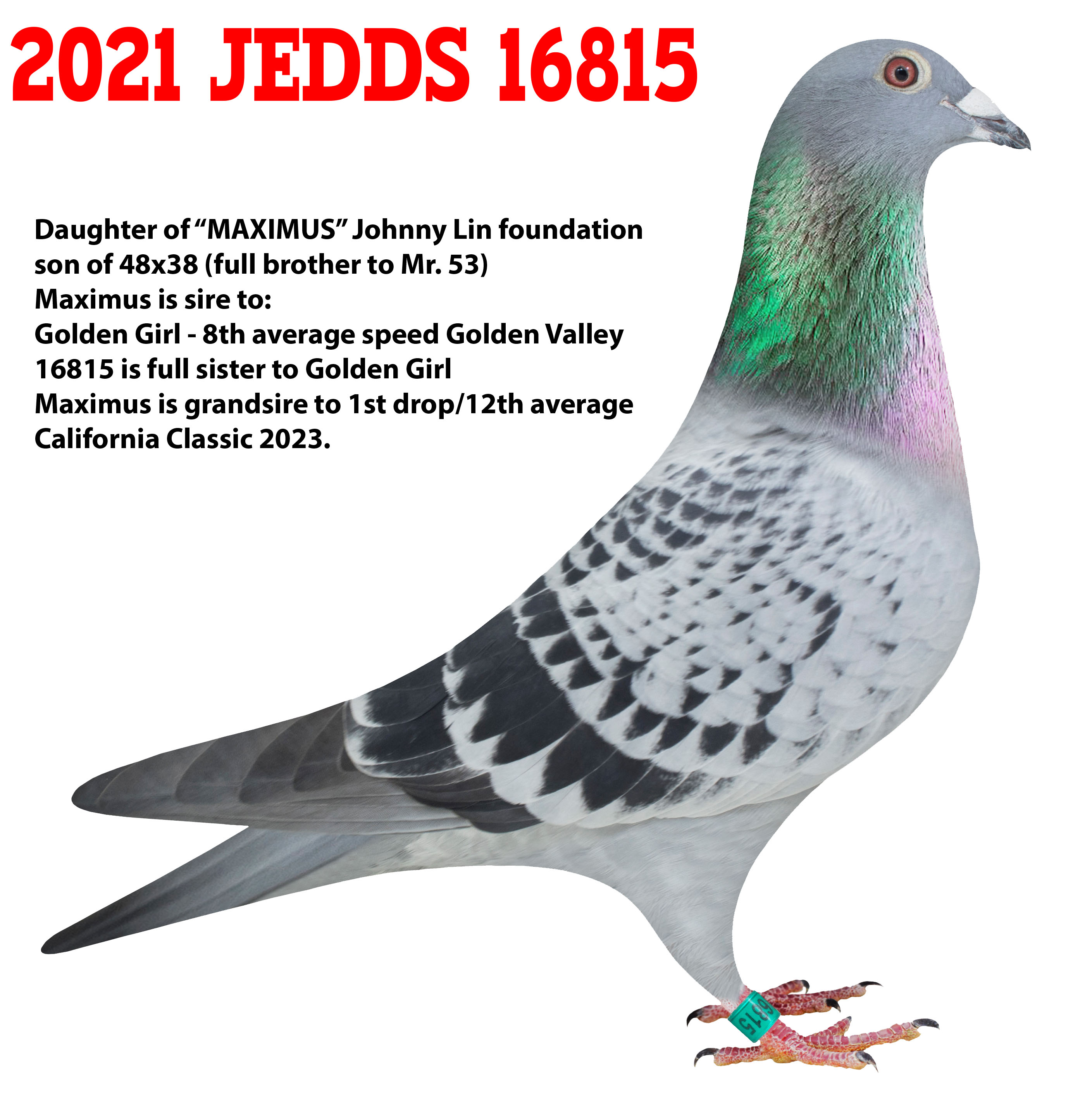 Racing Pigeon Auction