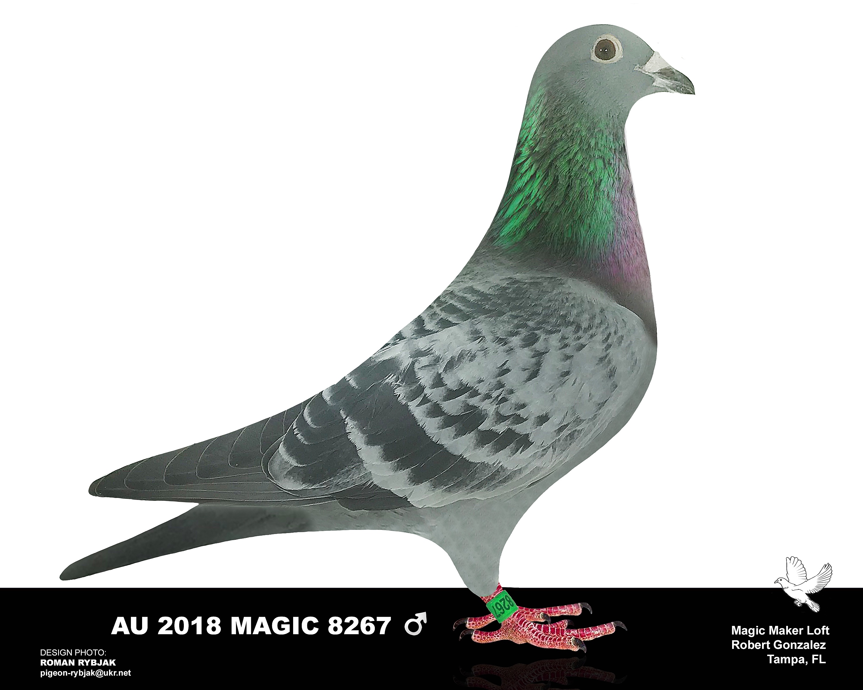iPigeon.com - Racing Pigeon Auction