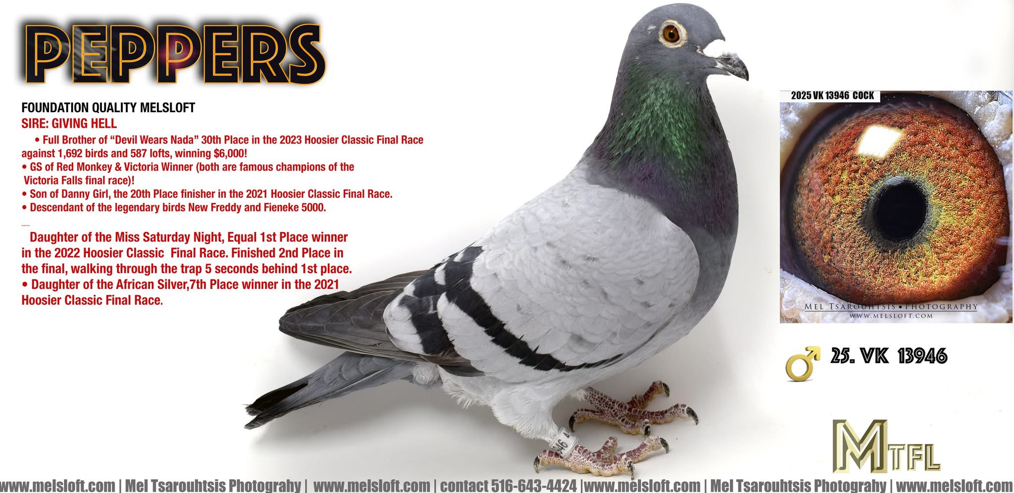 2025 VK 13946 BB MALE - PEPPERS