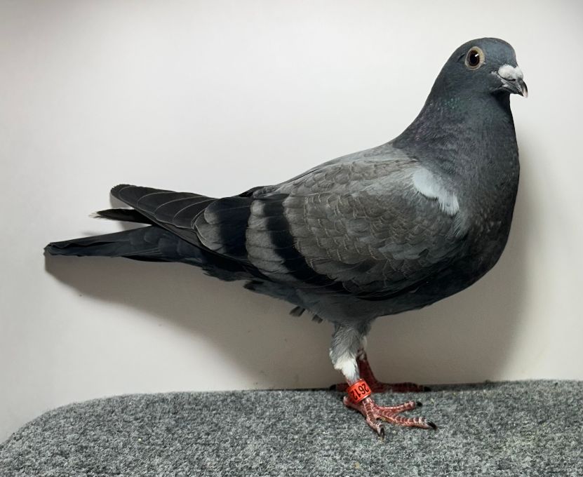 2612 WICK AU 2026 BBWF - 2613 WICK AU 2026 BZWF