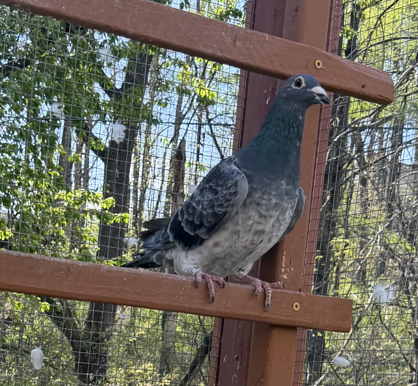 Cock 2024 inbred van loon silver shadow 