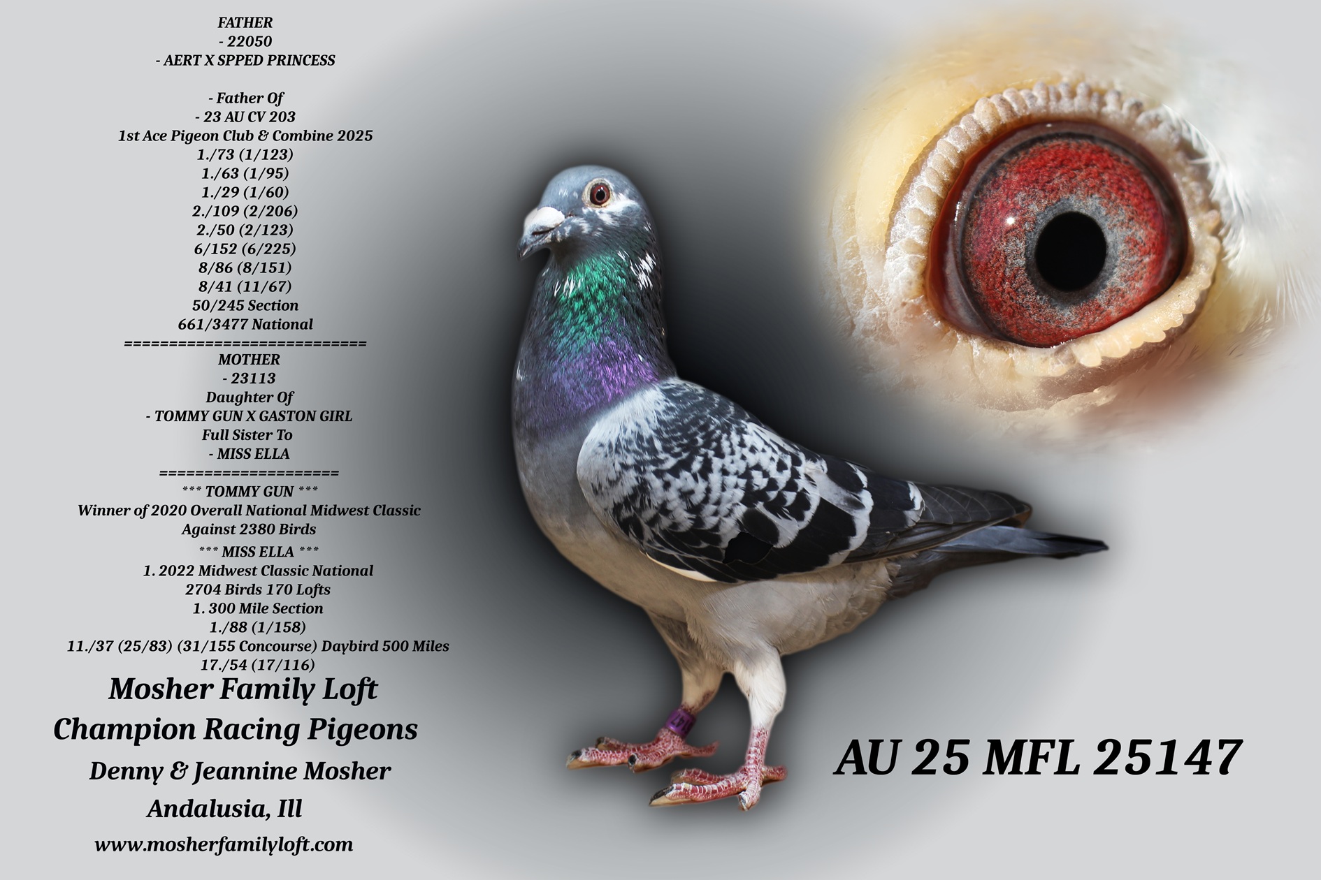 AU 25 MFL 25147 Cock