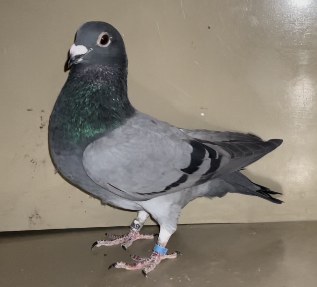 SUPER INBRED TO THOMAS 6