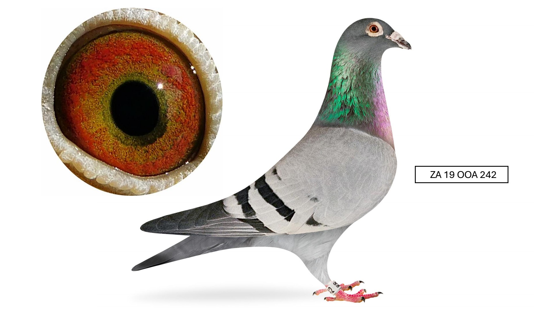 OUT OF AFRICA ONE LOFT LINE