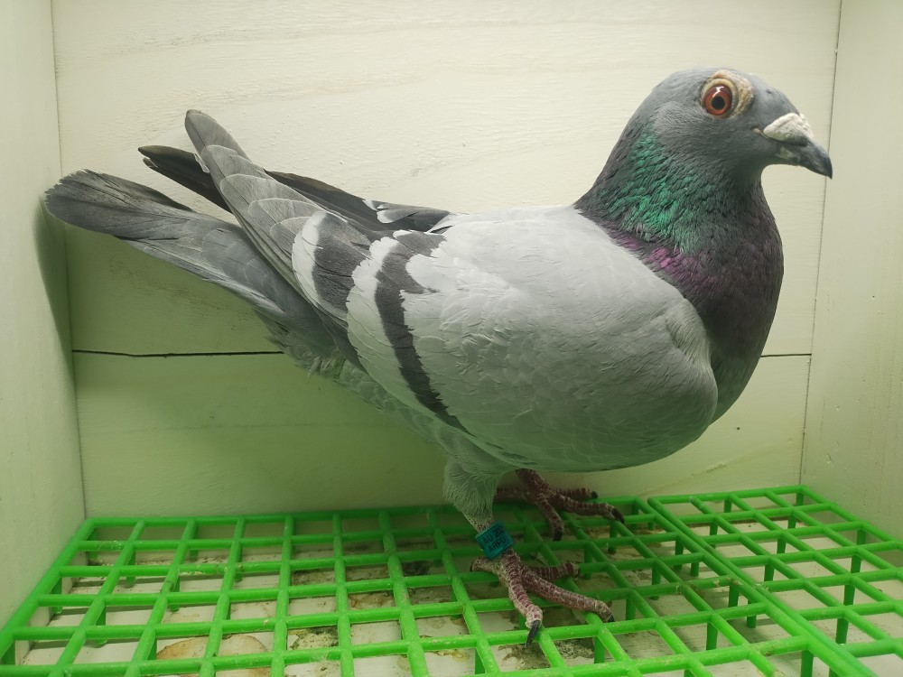 Indigo hen ILA/Wings Loft blood