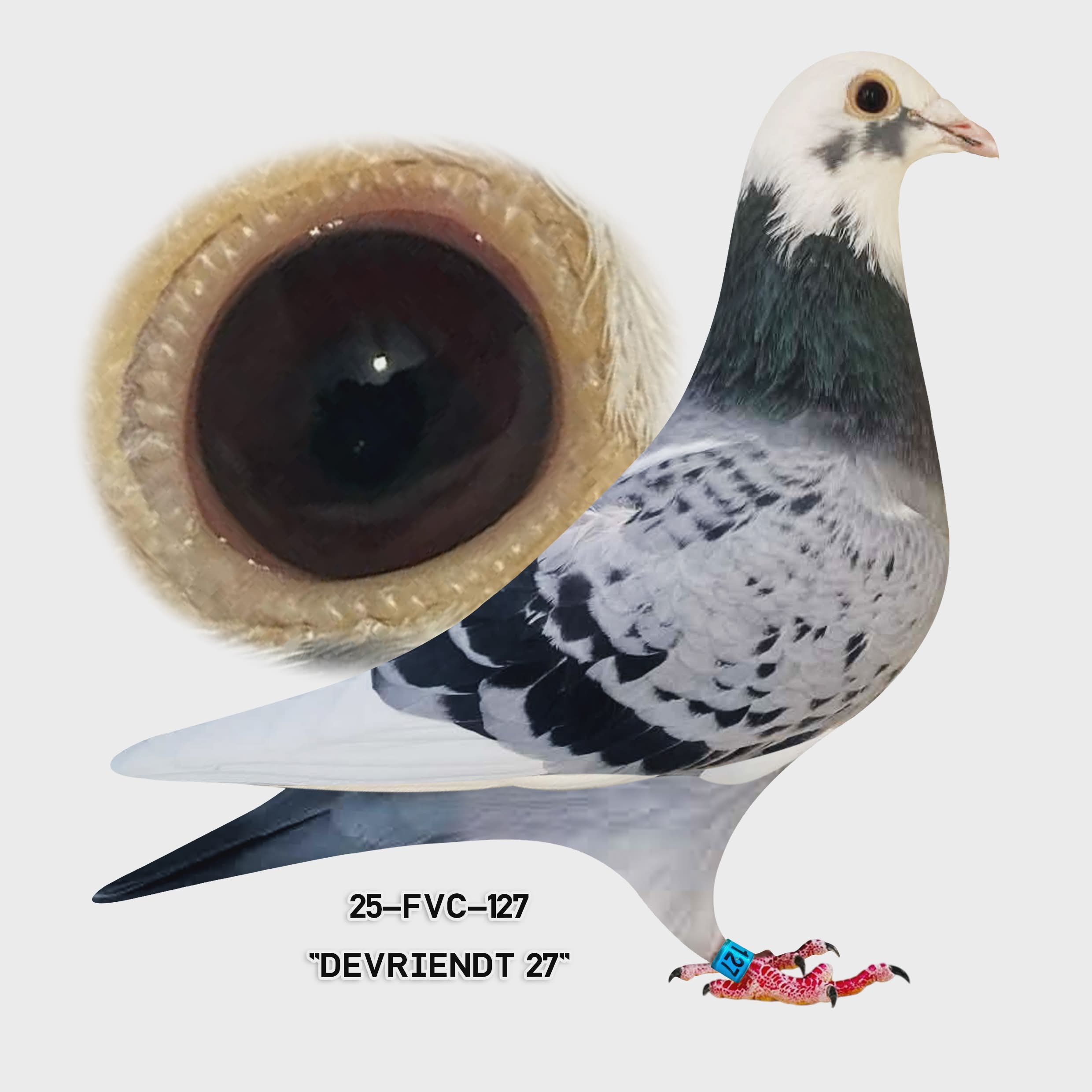 25-FVC-127 Blue Check WF Hen.