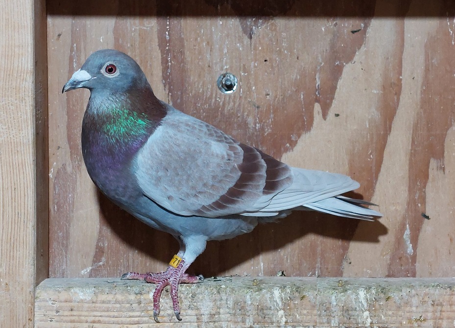 IF 2024 LIN 712 RC SLATE COCK PURE GEBR. JANSSEN ARENDONK