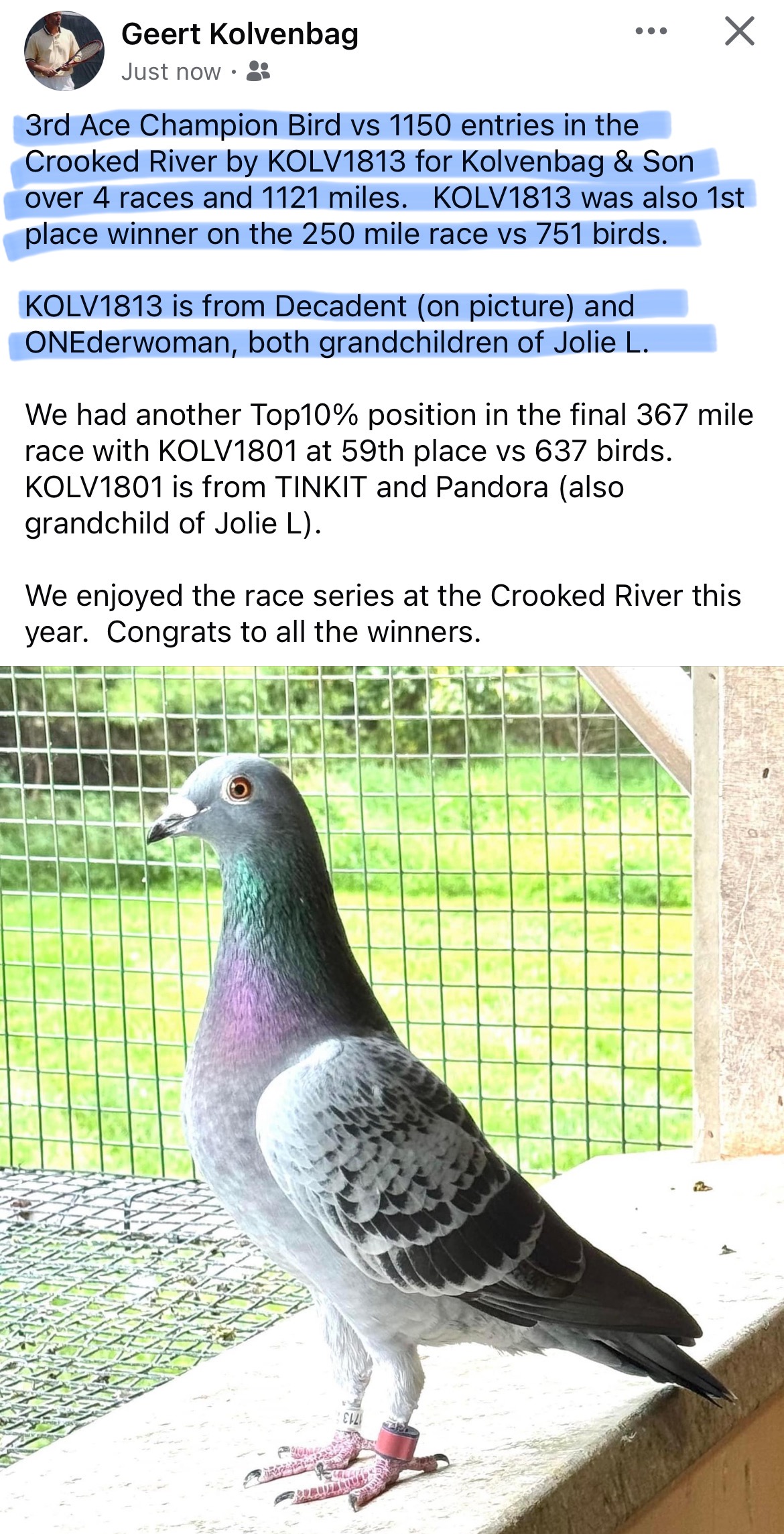 iPigeon.com - Racing Pigeon Auction