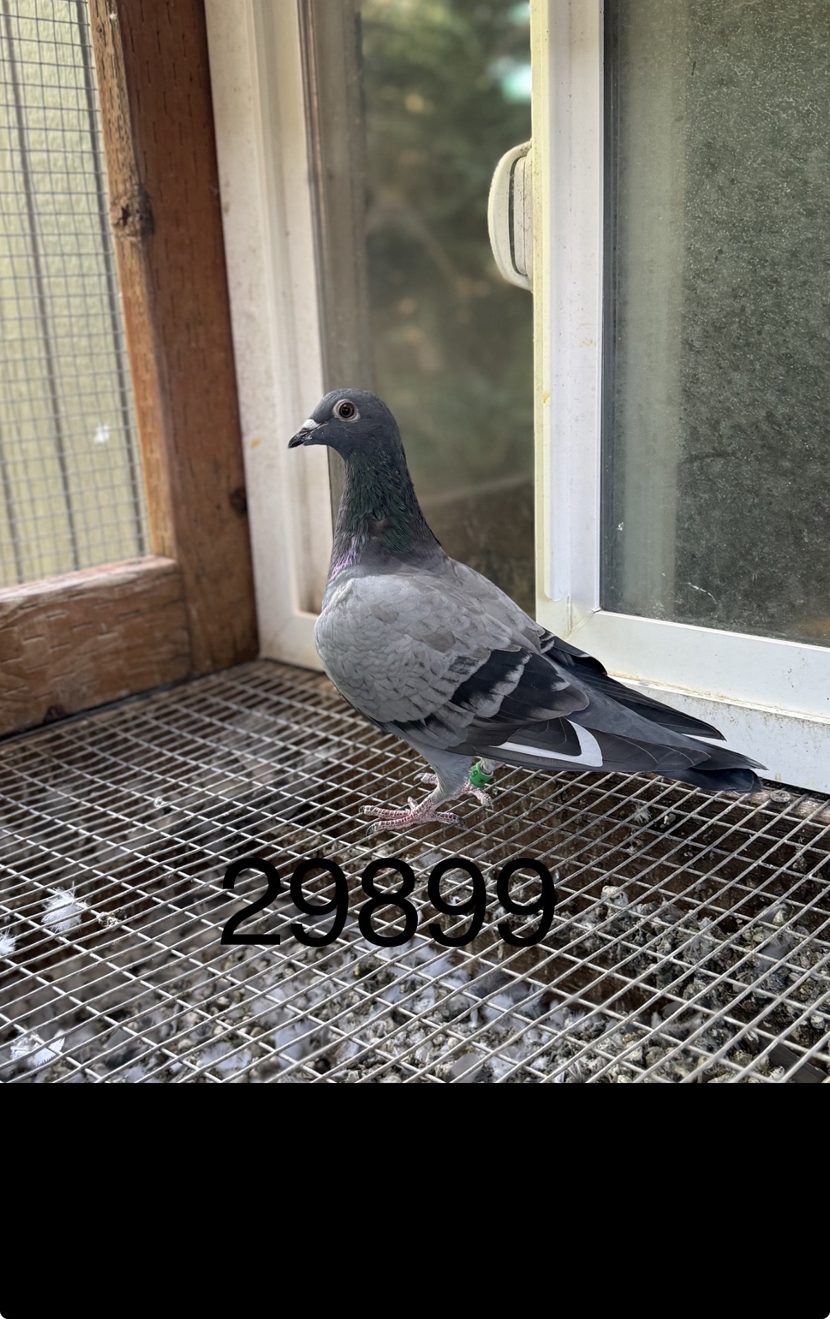 Au 2026 jedds 29899