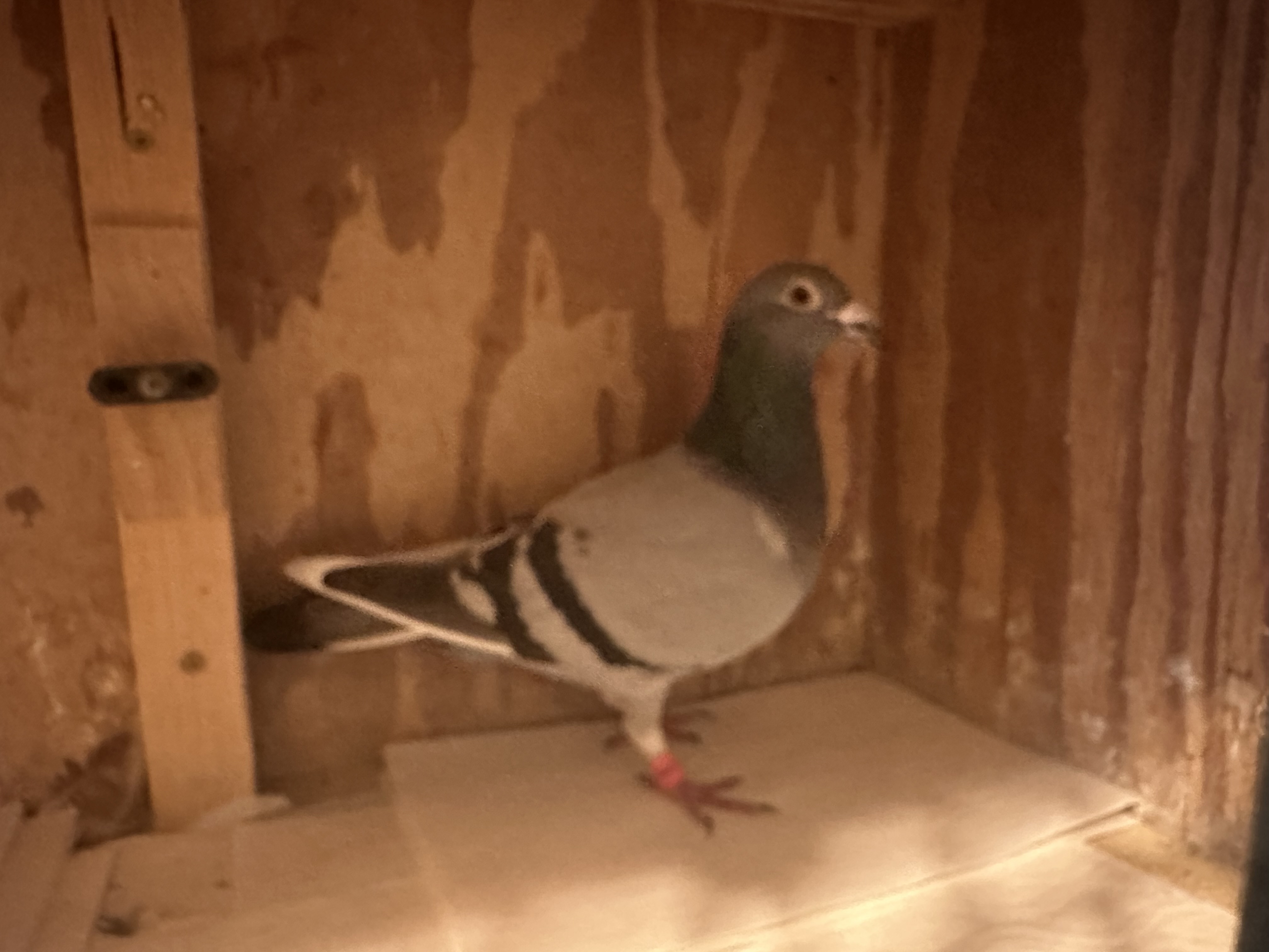 Super bred Hen #22549 Foys 2021 