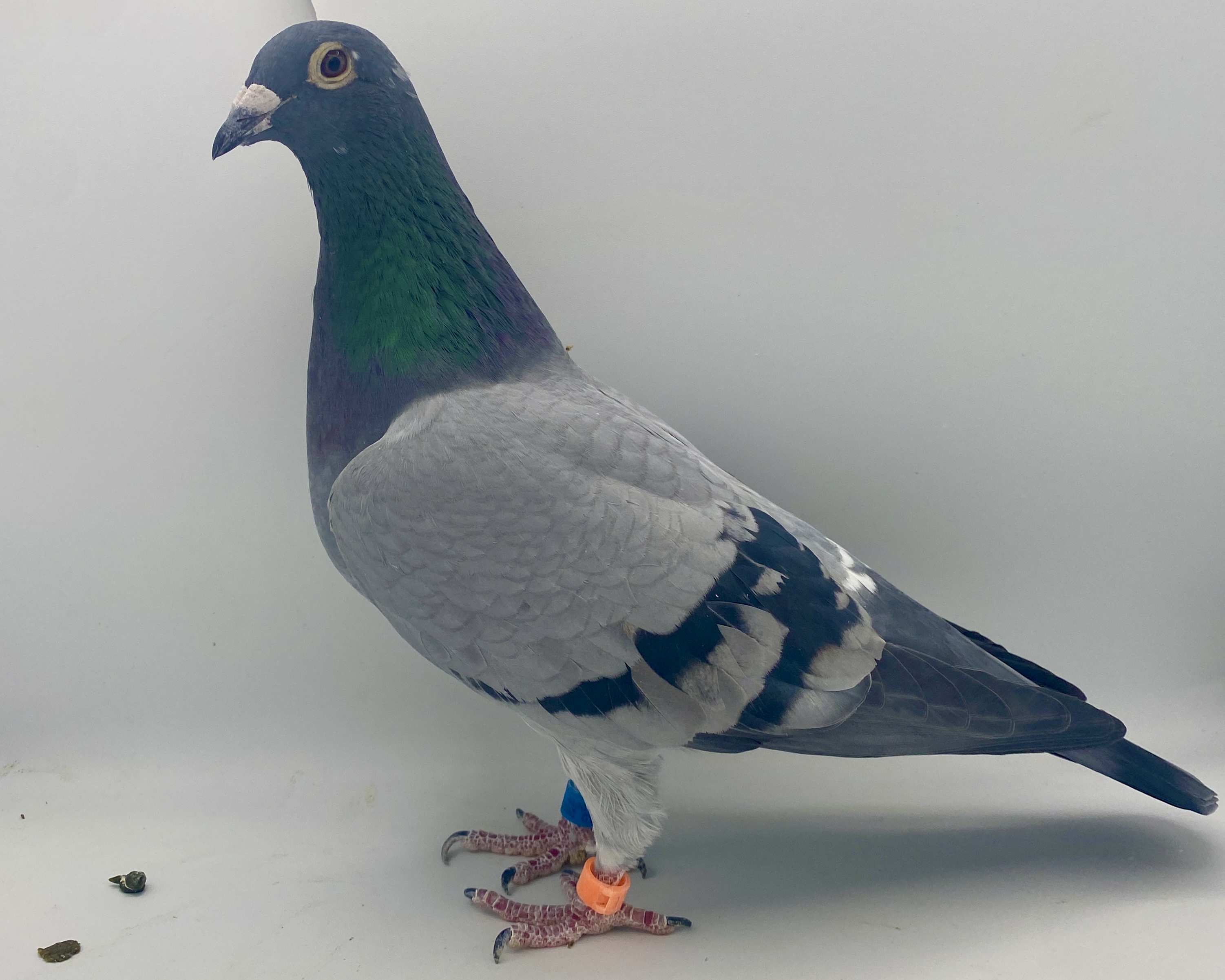 MCLOFTS 2020 1325 BBAR HEN