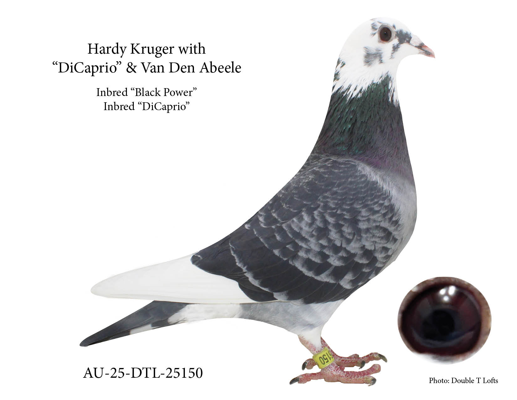 Hardy Kruger  1/2 Brother X 1/2 Sister