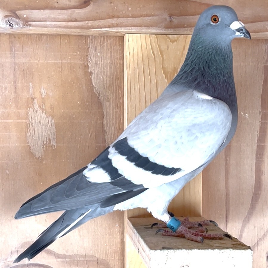 Double Grandson of Super 567