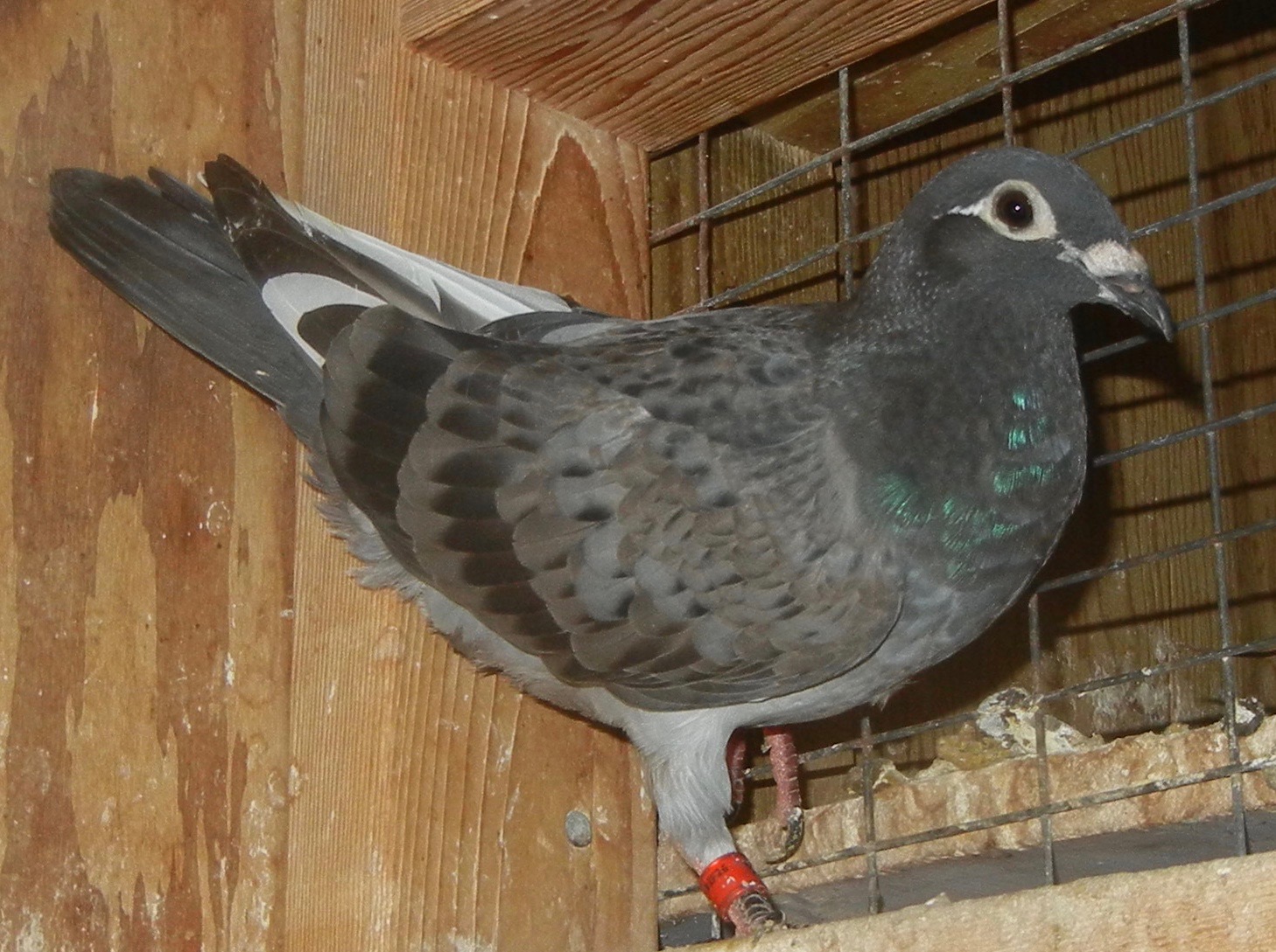 Preview Image 1
