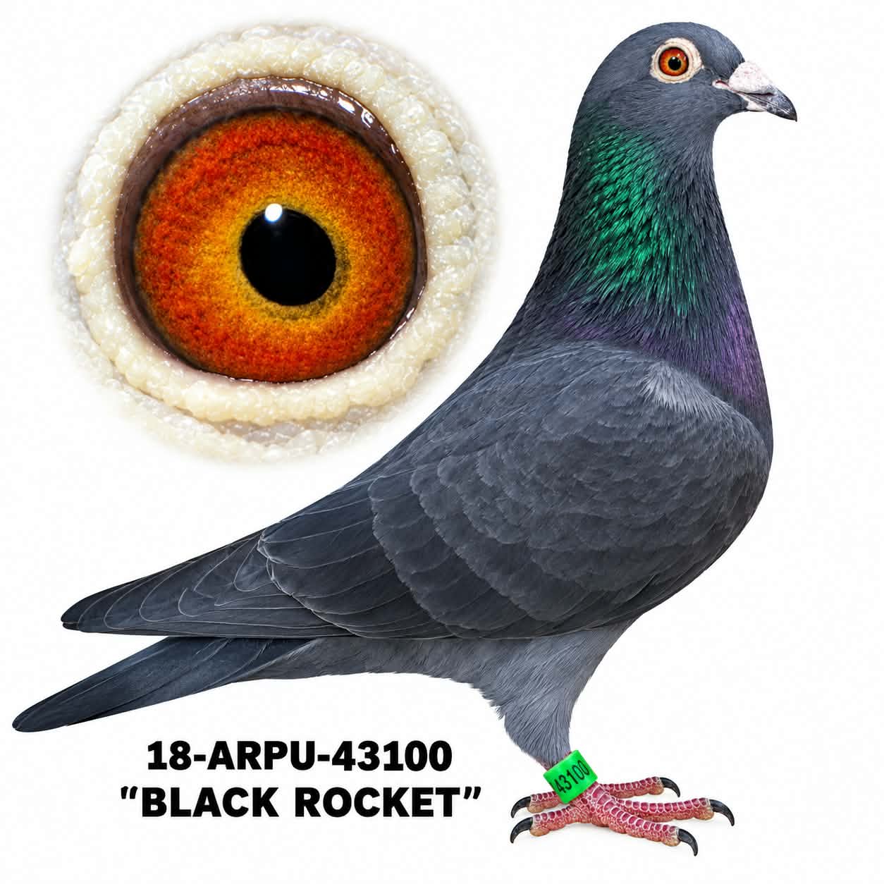 18-ARPU-43100 Black Cock.