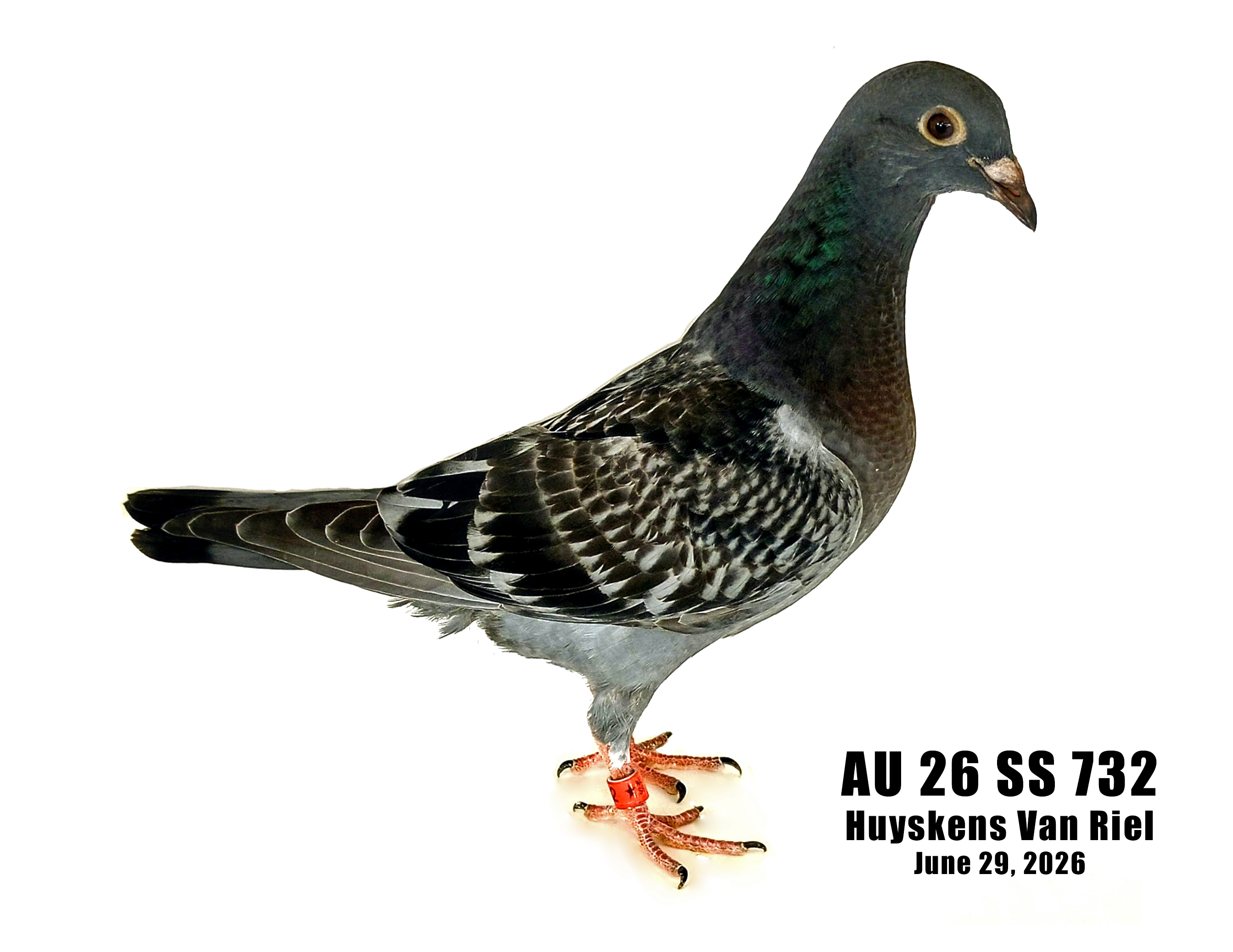 AU 26 SS 732 100% Huyskens Van Riel pedigreed young bird