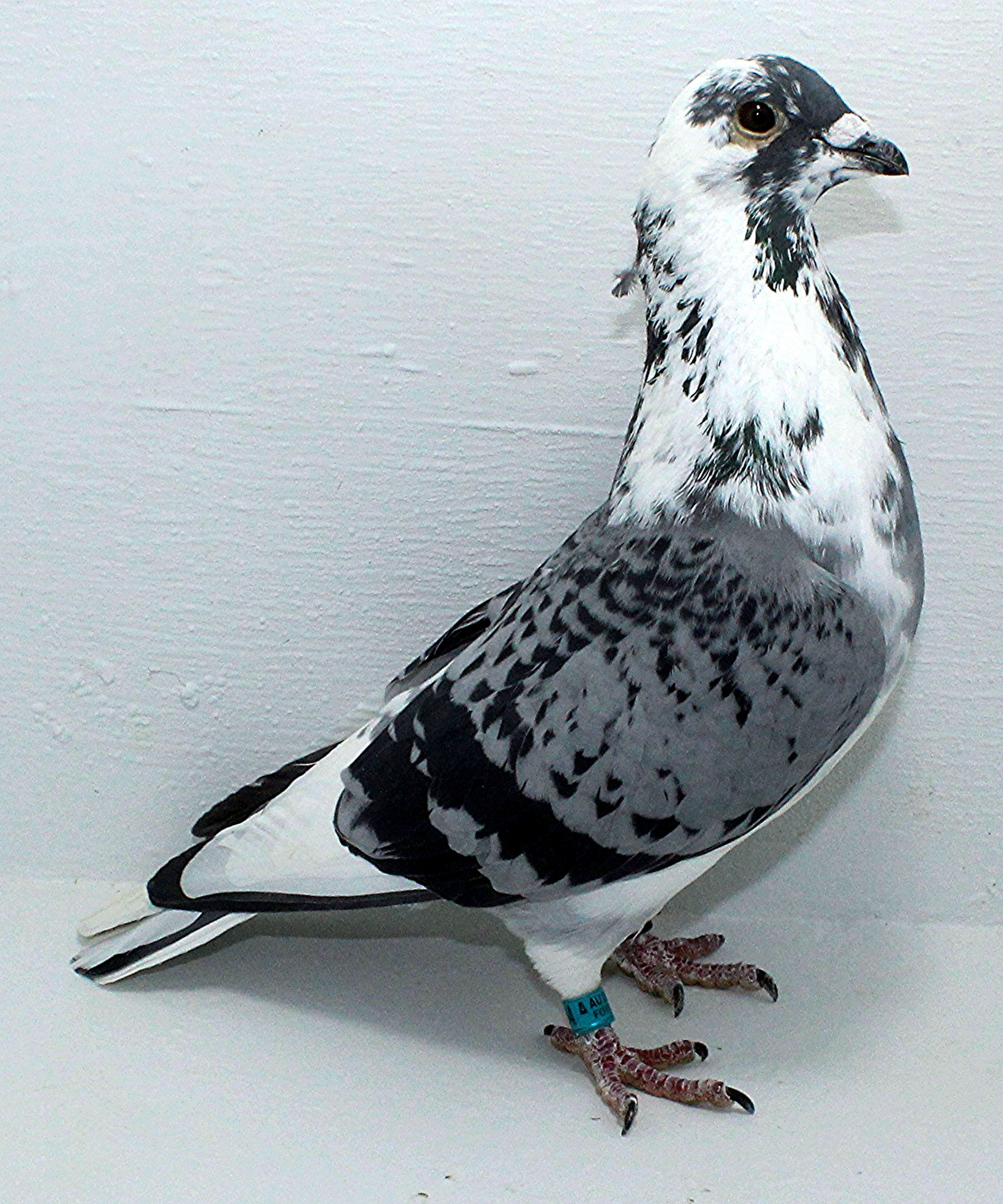 AU 20064 FOYS 2025 Pure Hansenne Cock