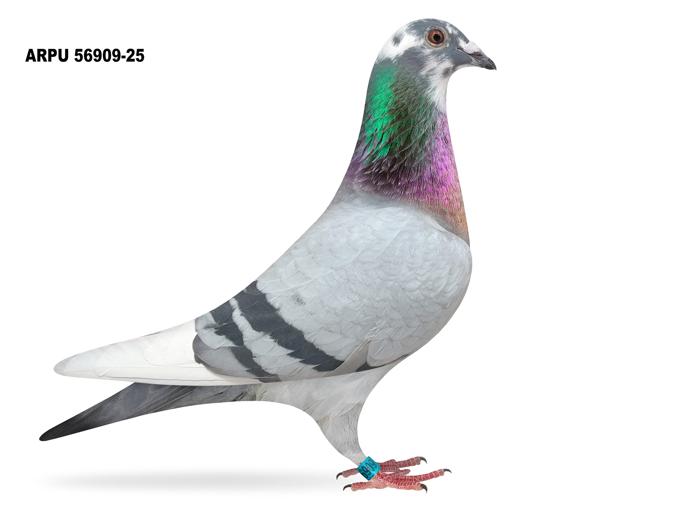 ARPU 56909-25 BBSPL COCK (LAST ONE)