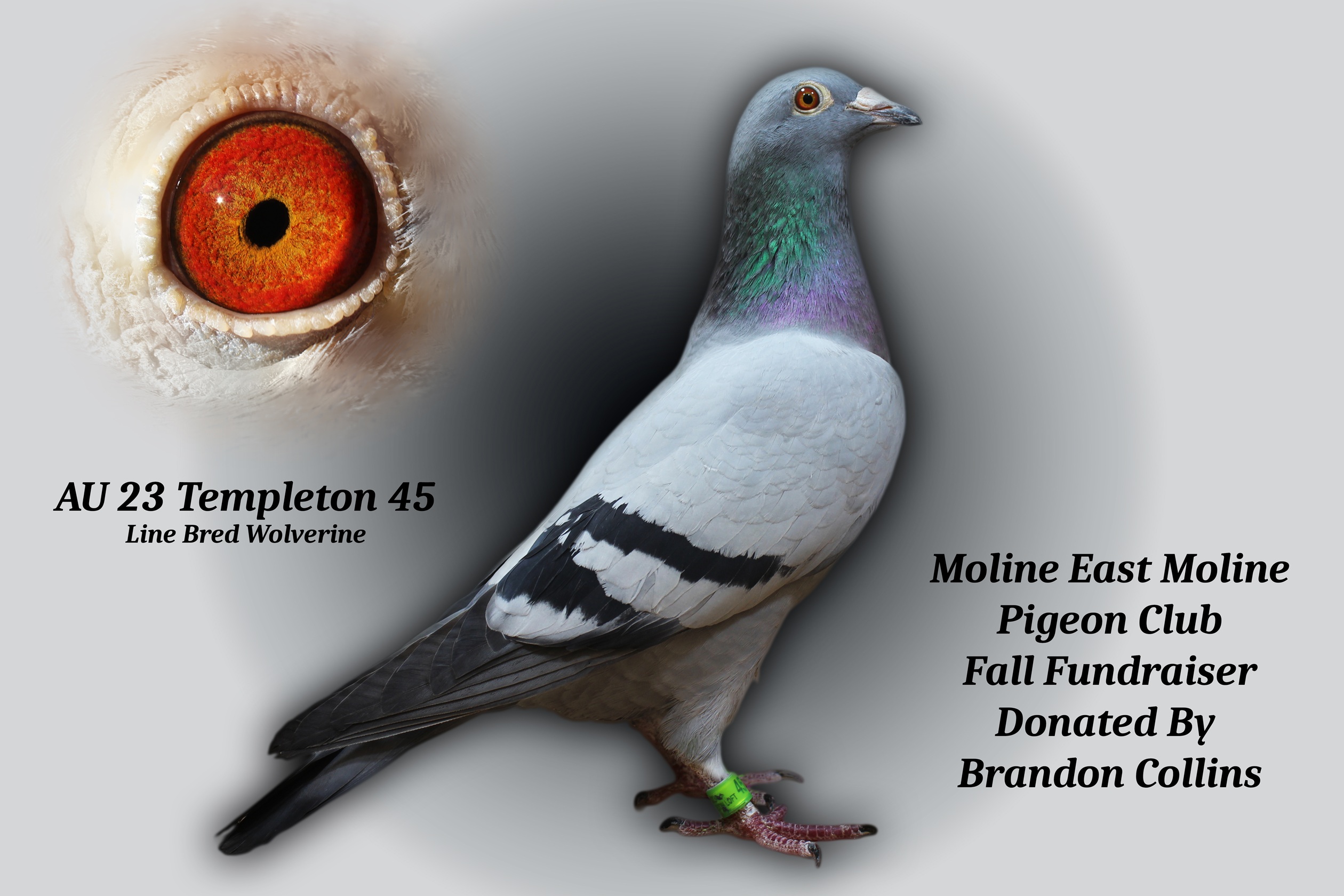 AU 23 Templeton 45 Hen