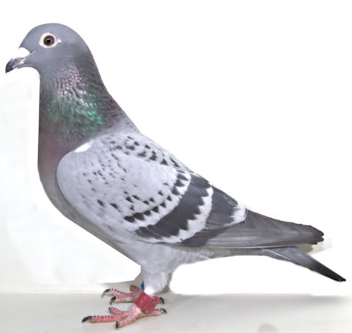 AU 20 ARPU 4468 BLUE CHECK HEN